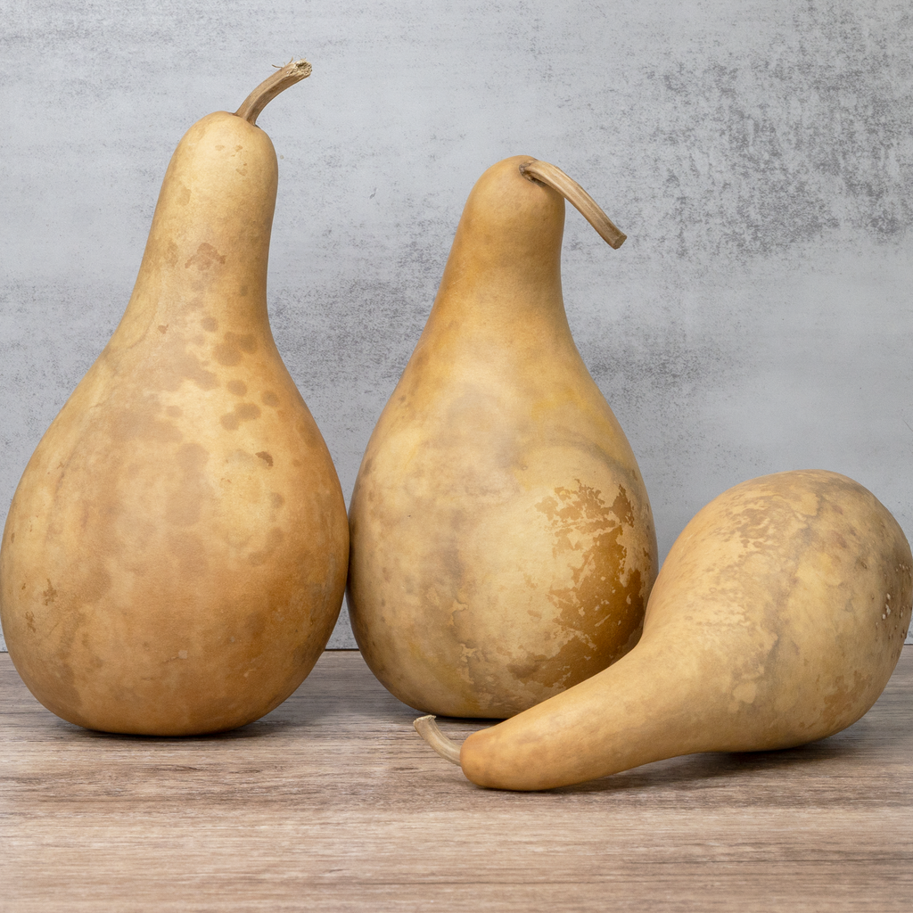 Dried 8-10" Penguin Gourd