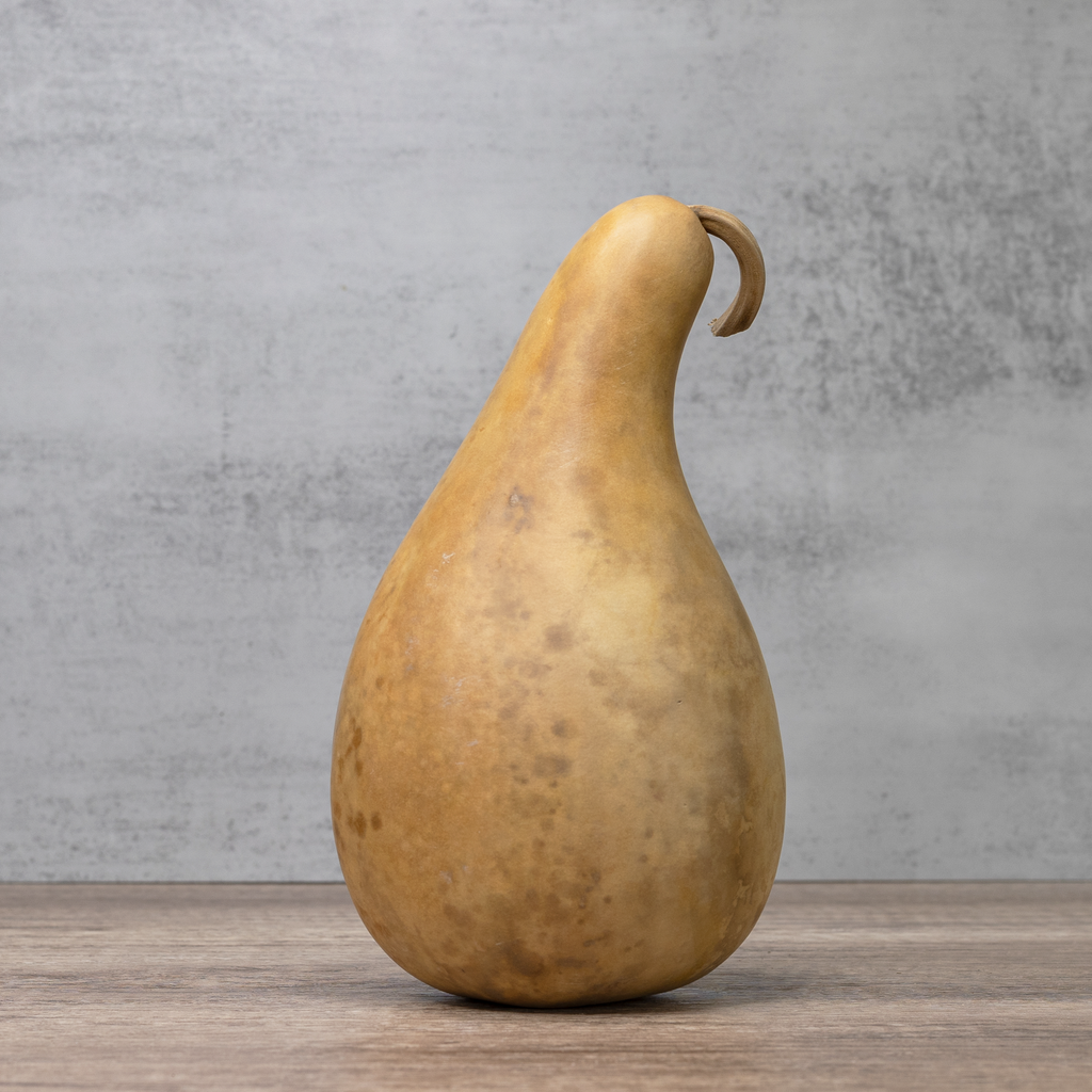 Dried 8-10" Penguin Gourd