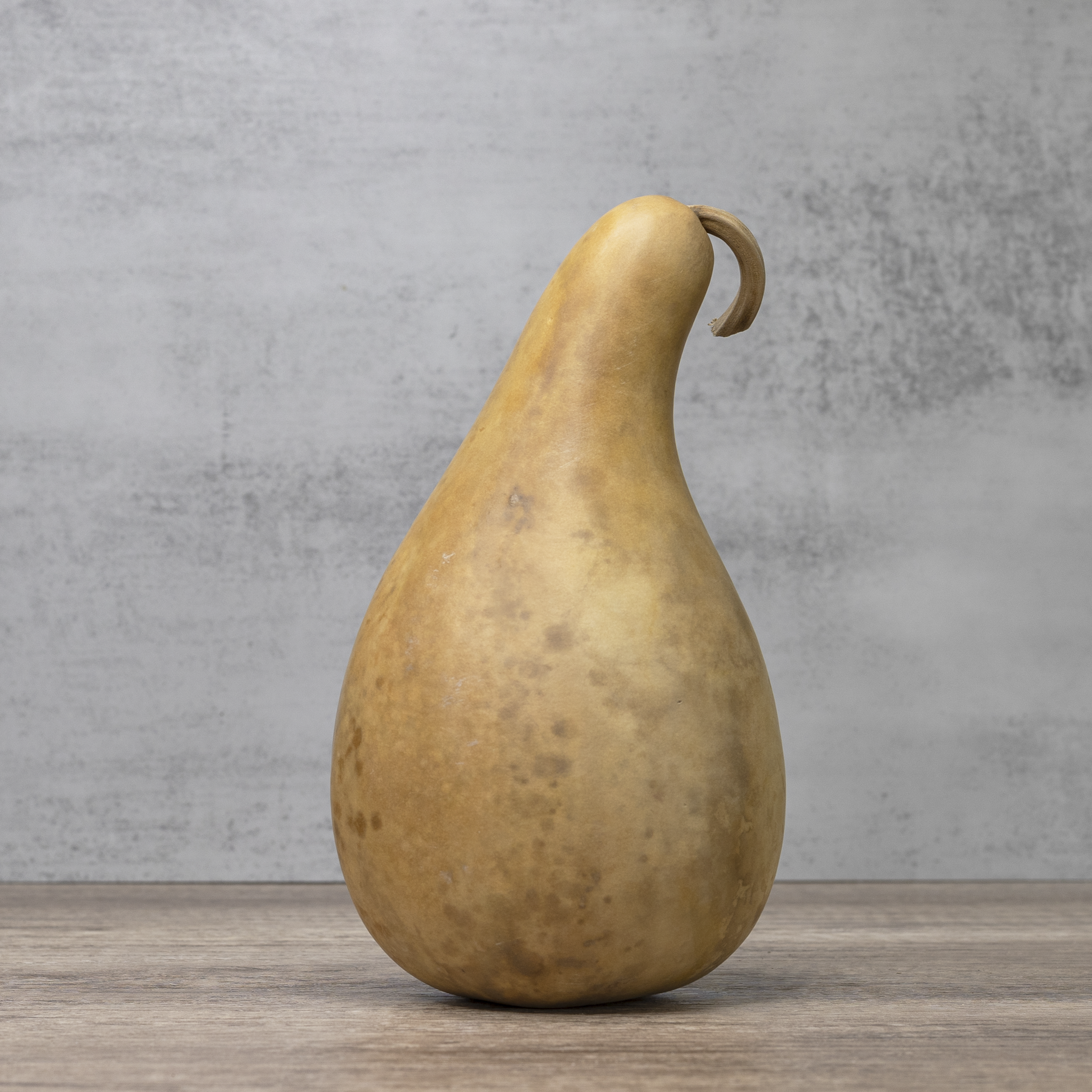 Dried 8-10" Penguin Gourd