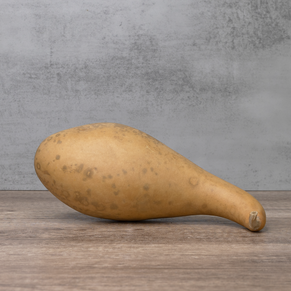 Dried 8-10" Penguin Gourd