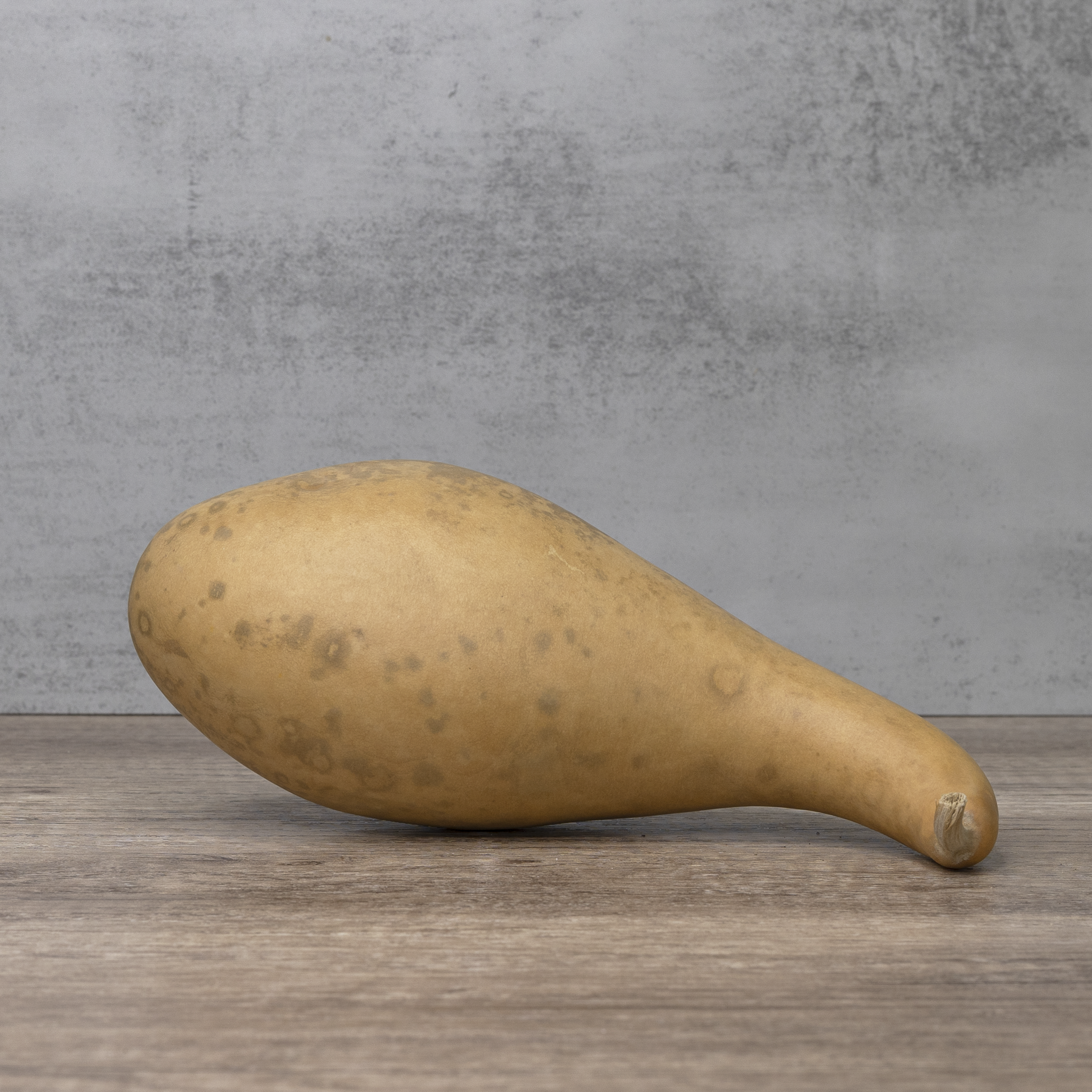 Dried 8-10" Penguin Gourd