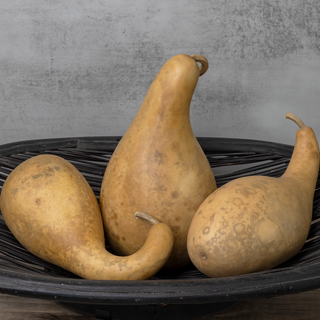 Dried 8-10" Penguin Gourd