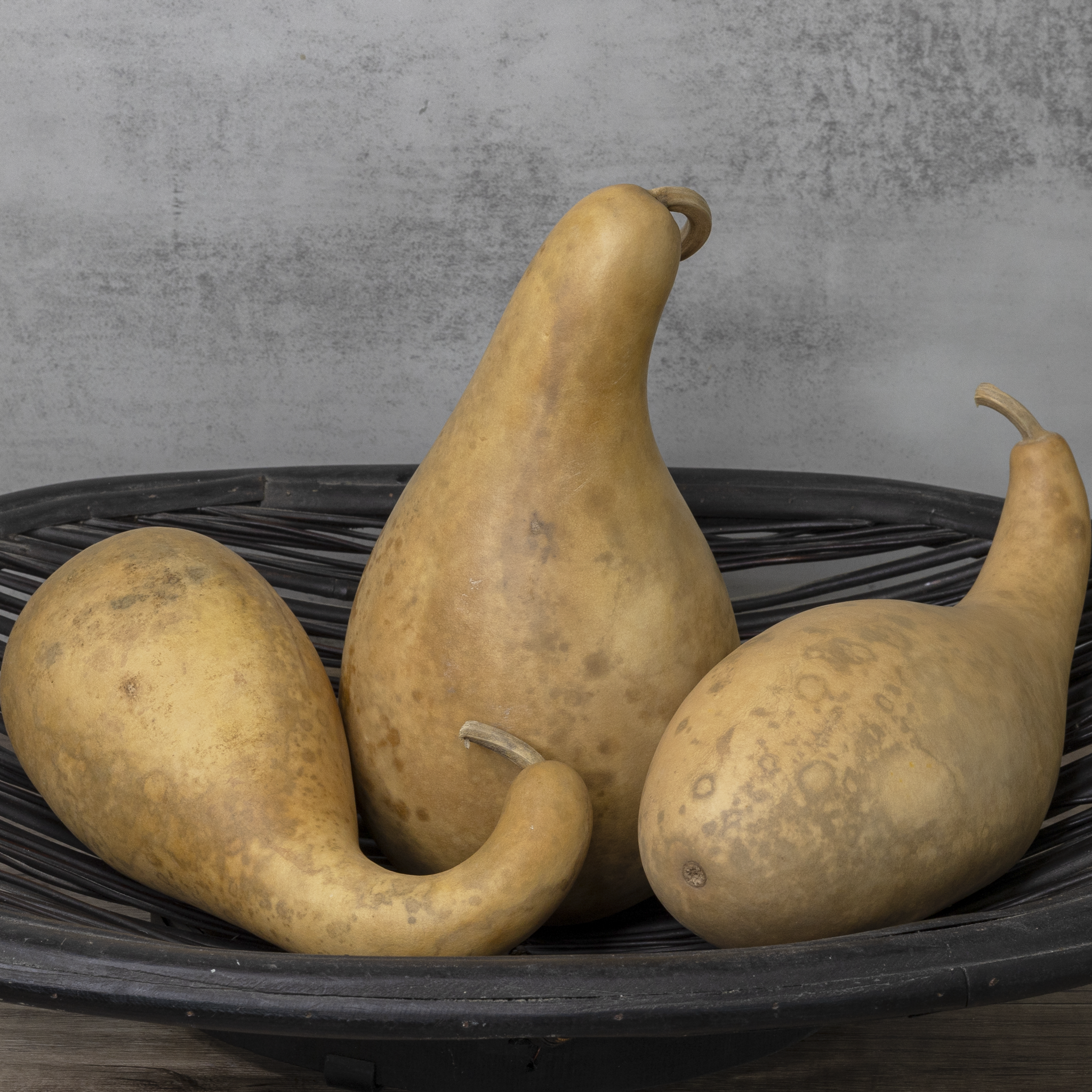 Dried 8-10" Penguin Gourd