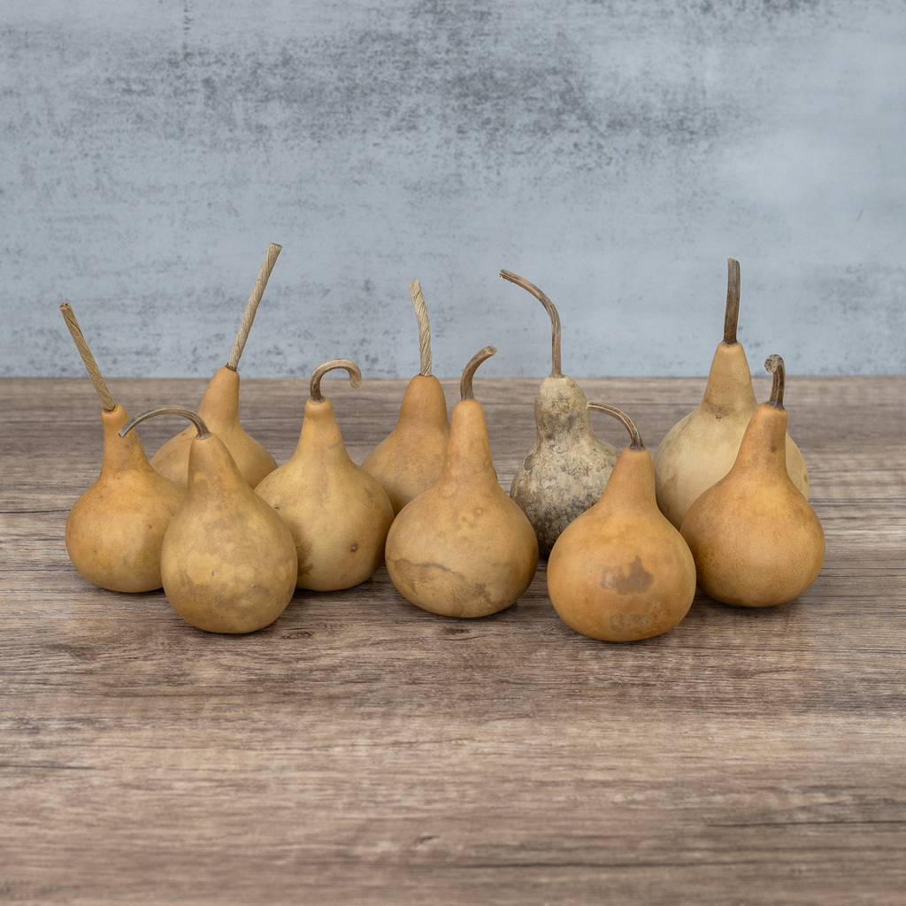 Dried Martin Gourd - 2" in Diameter
