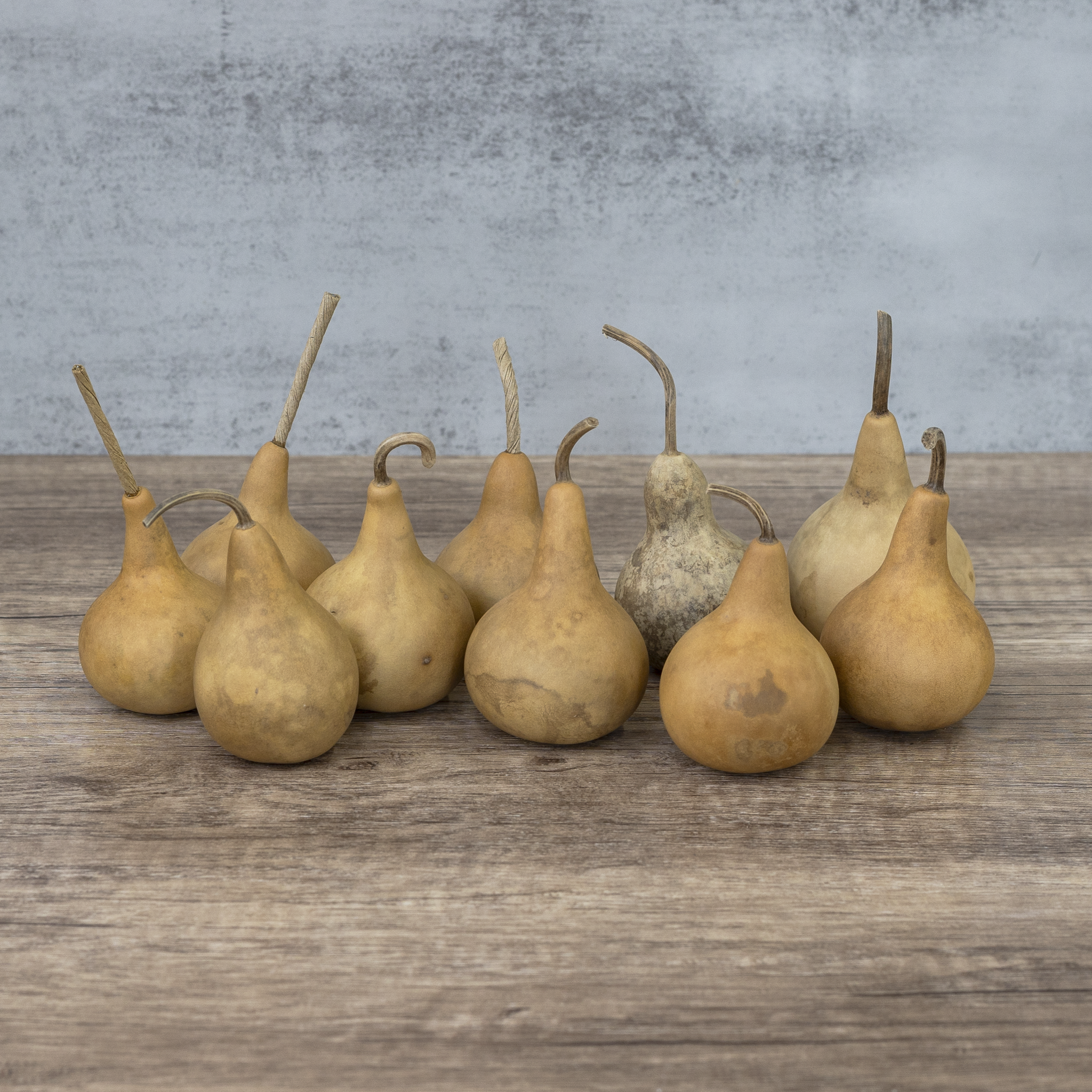 Dried Martin Gourd - 2" in Diameter