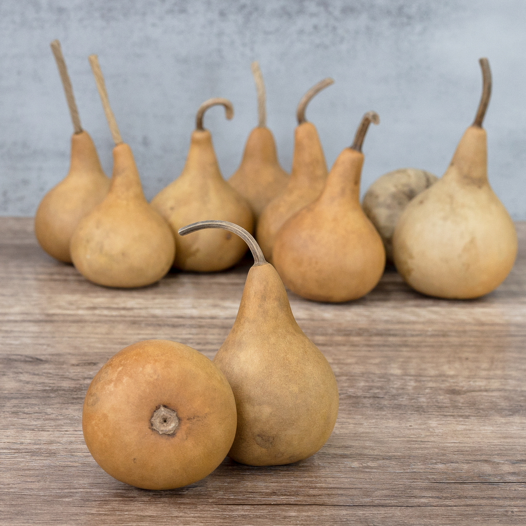 Dried Martin Gourd - 2" in Diameter