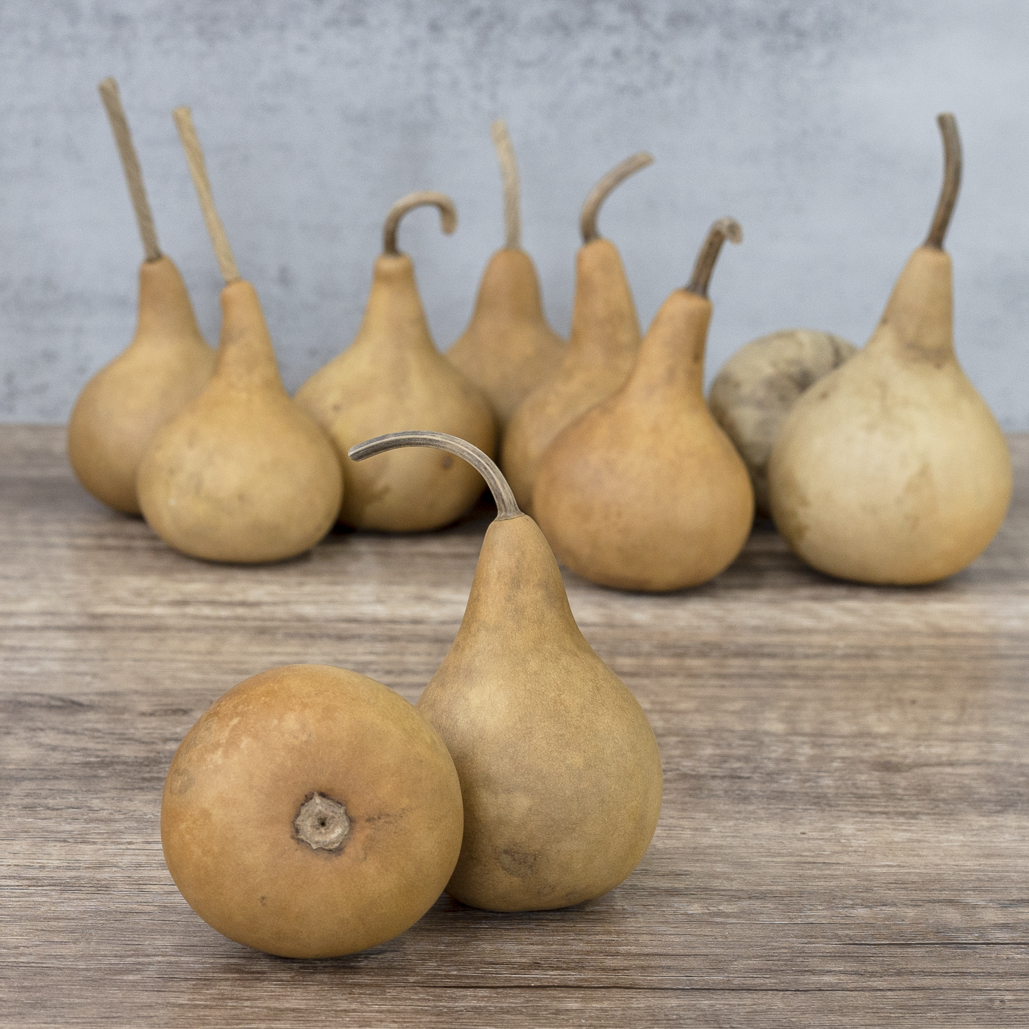 Dried Martin Gourd - 2" in Diameter