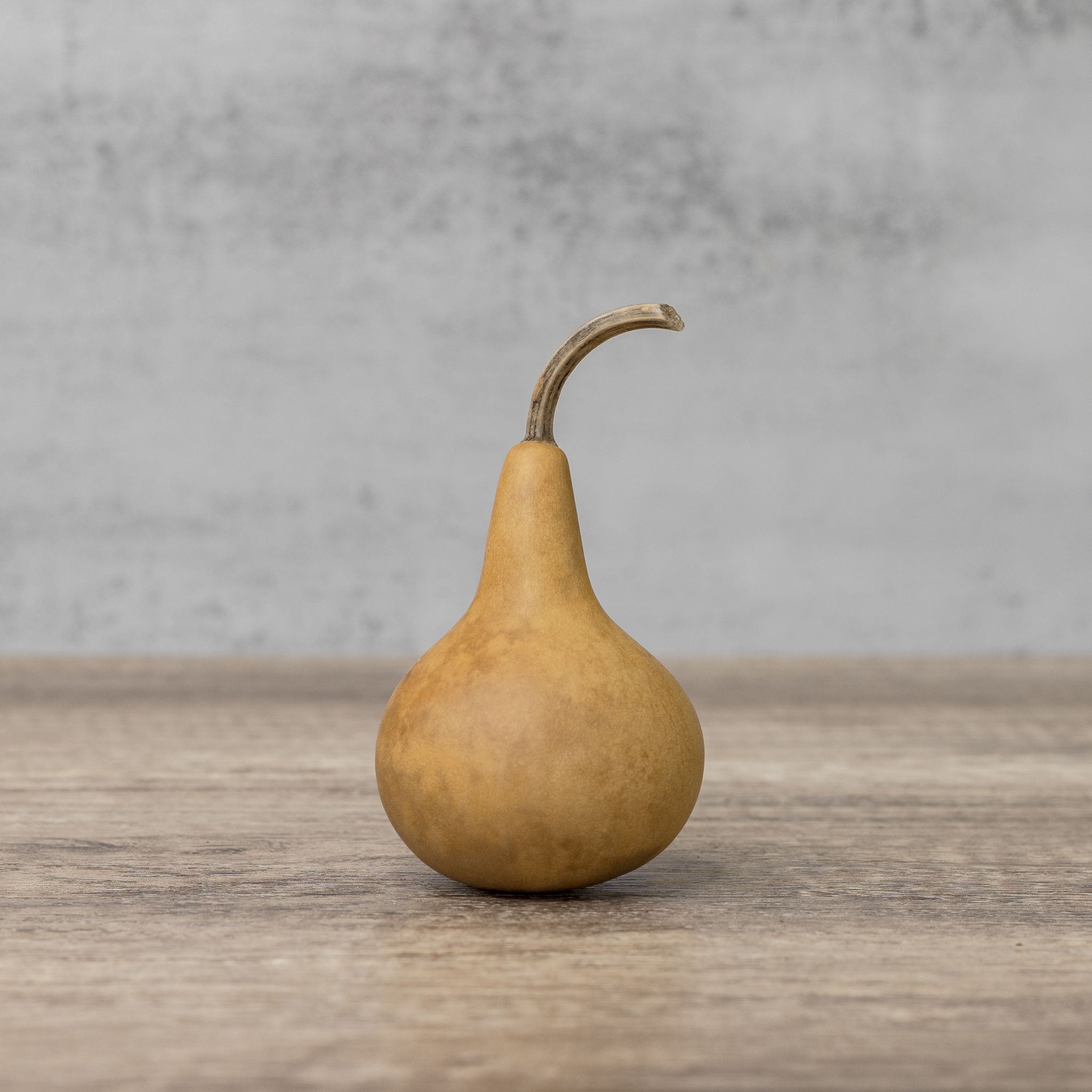 Dried Martin Gourd - 2" in Diameter