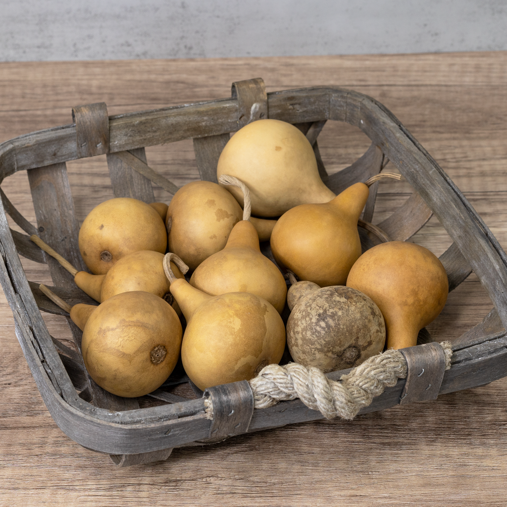 Dried Martin Gourd - 2" in Diameter