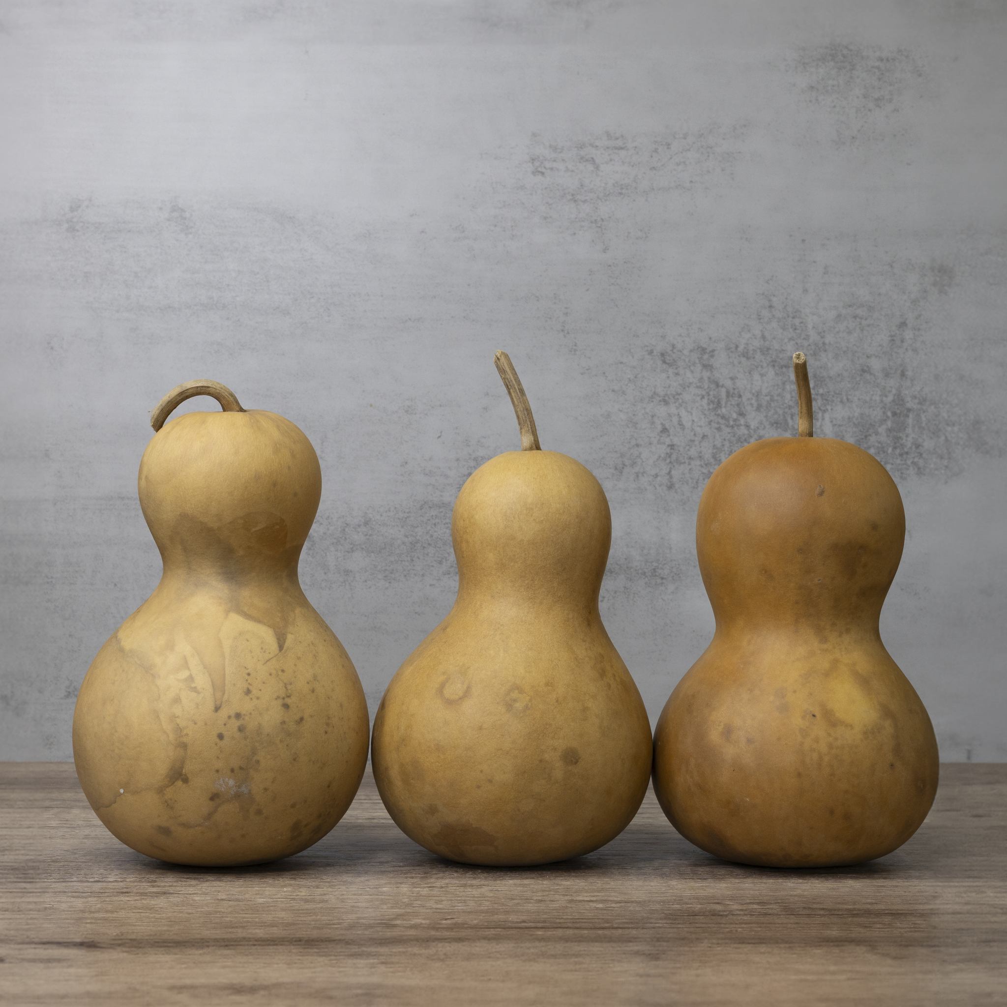 Dried Bottle Gourd  -  5" in Diameter