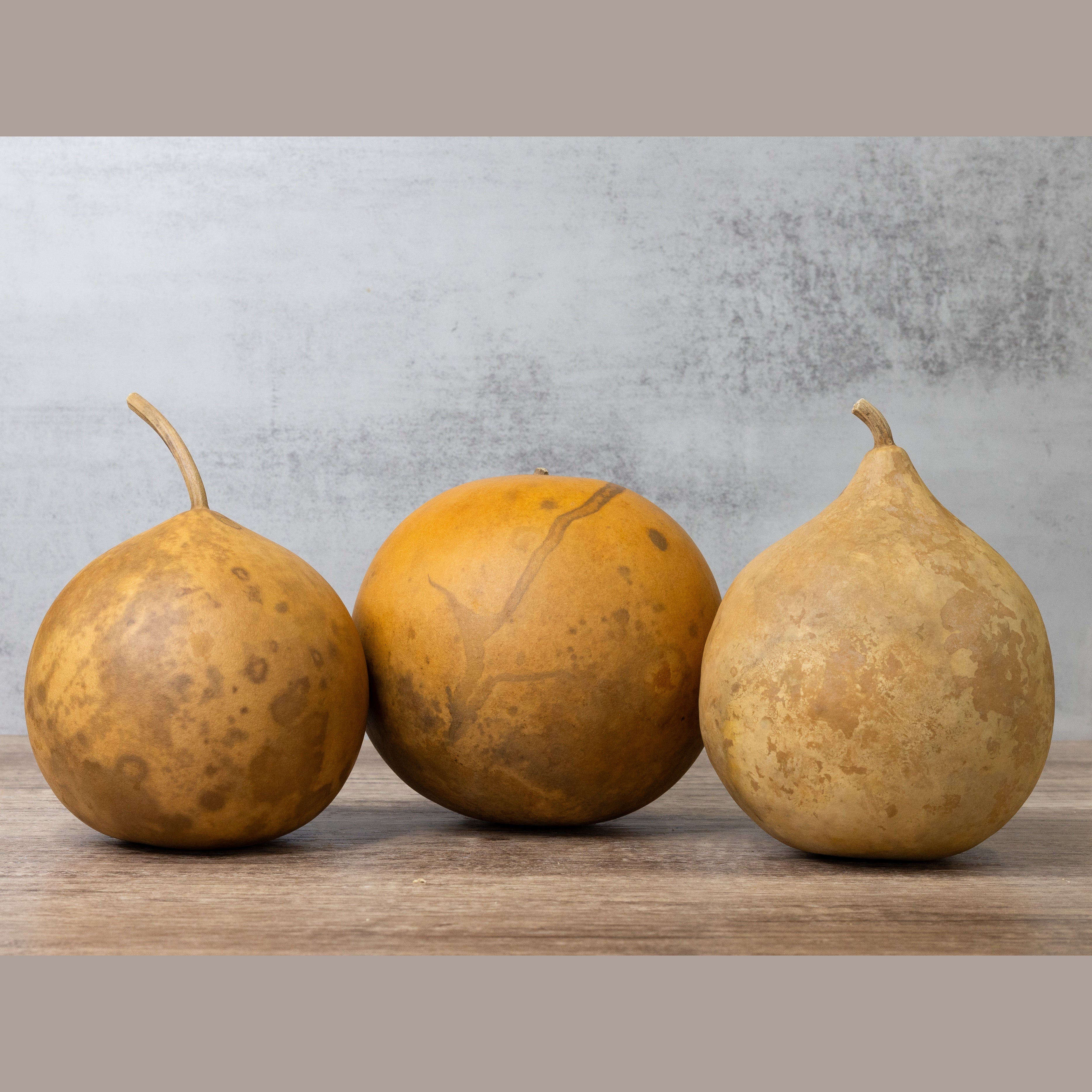 Dried Cannonball Gourd - 5" Diameter