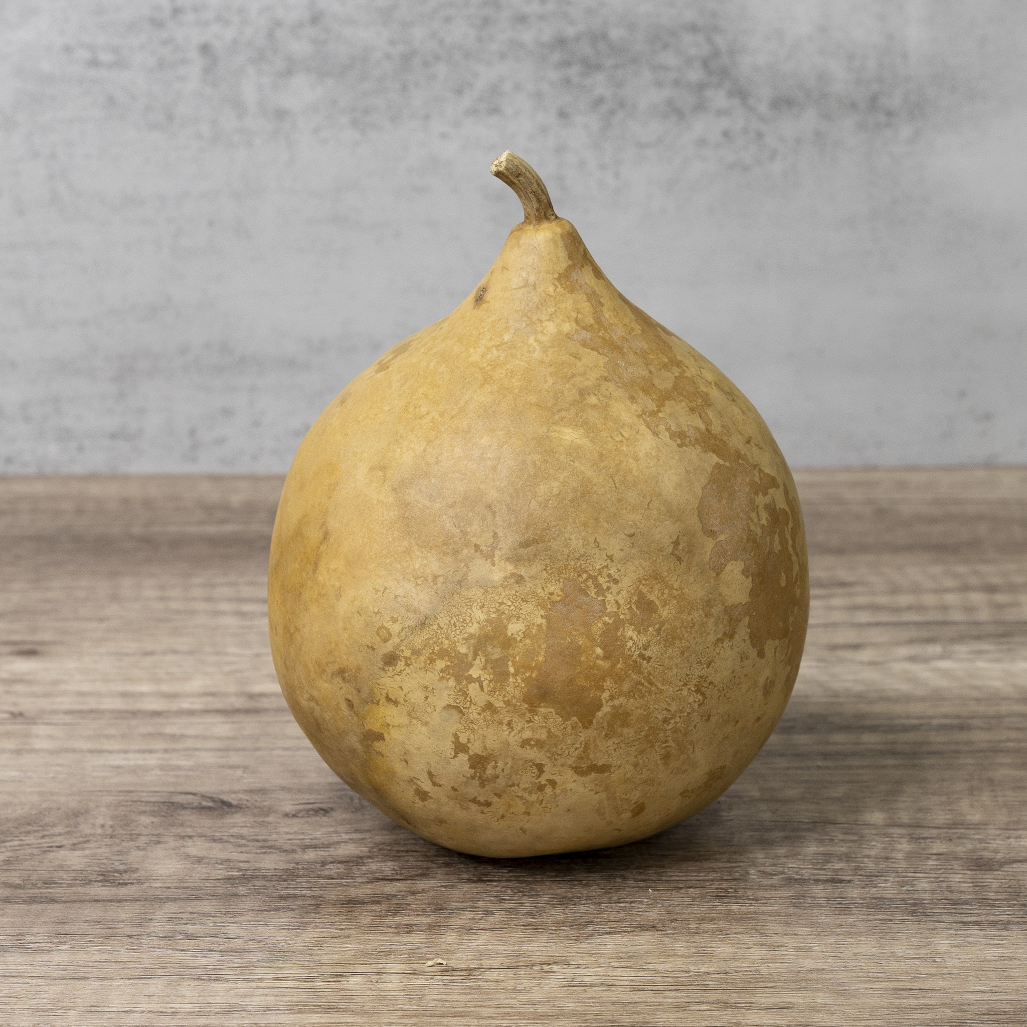 Dried Cannonball Gourd - 5" Diameter