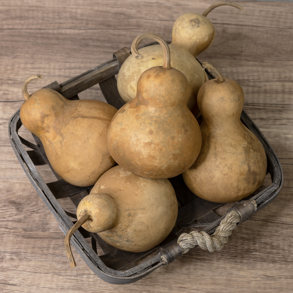 Dried Bottle Gourd - 4" in Diameter