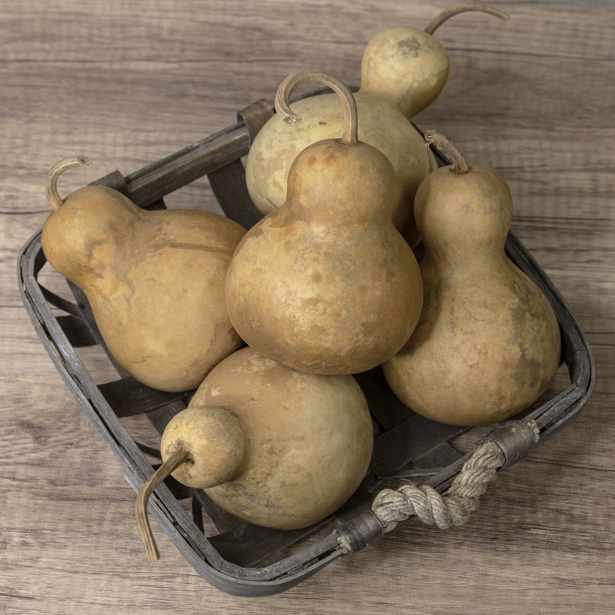 Dried Bottle Gourd - 4" in Diameter