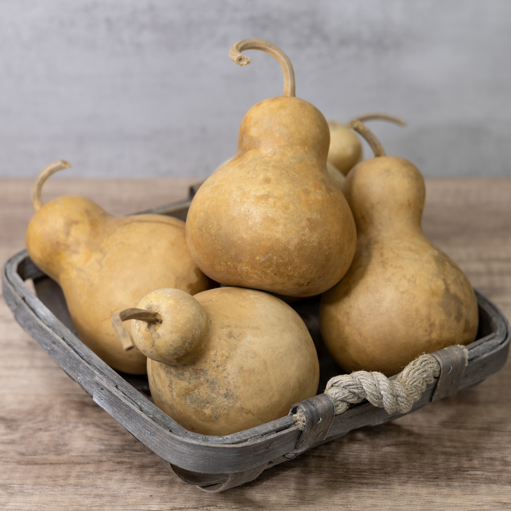 Dried Bottle Gourd - 4" in Diameter