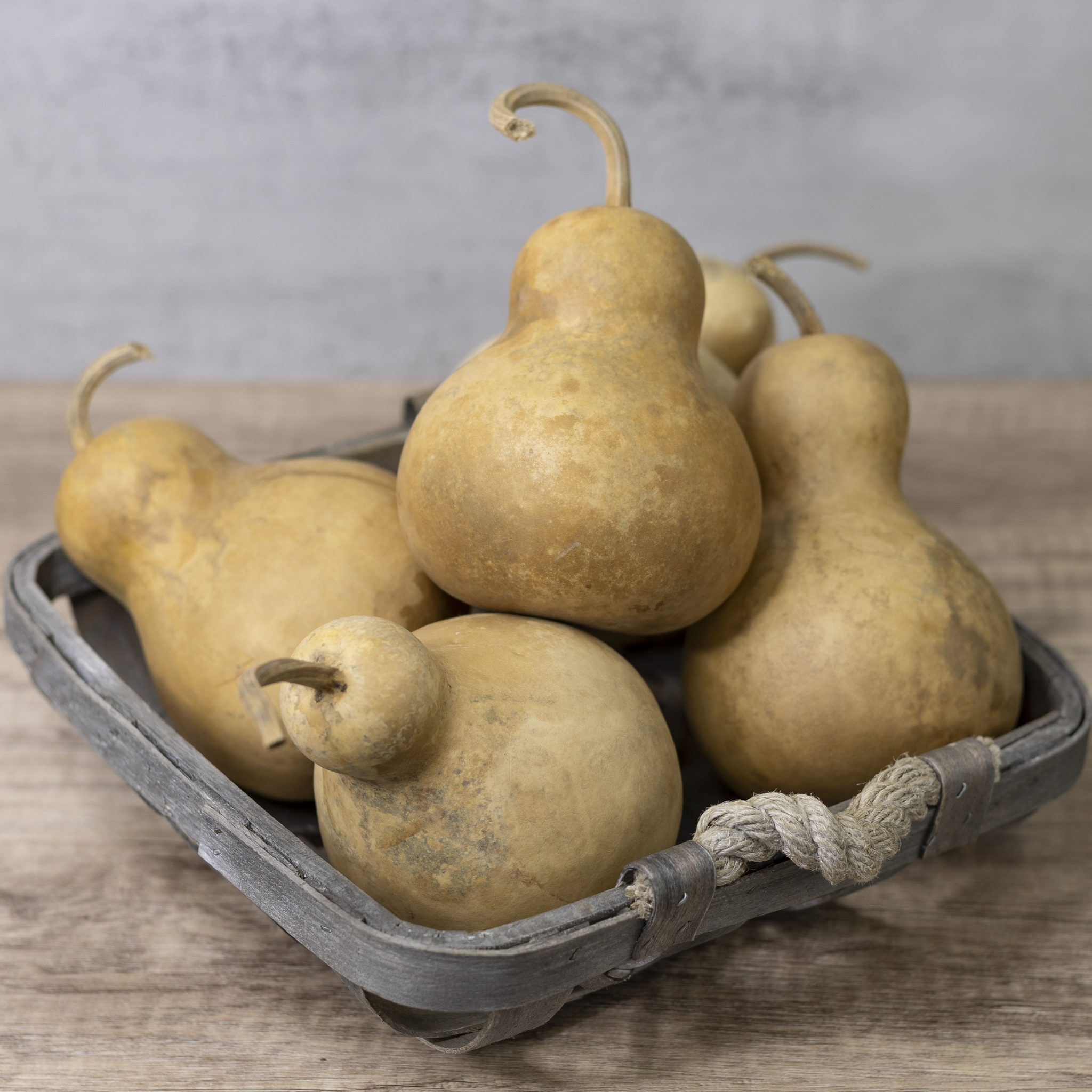 Dried Bottle Gourd - 4" in Diameter