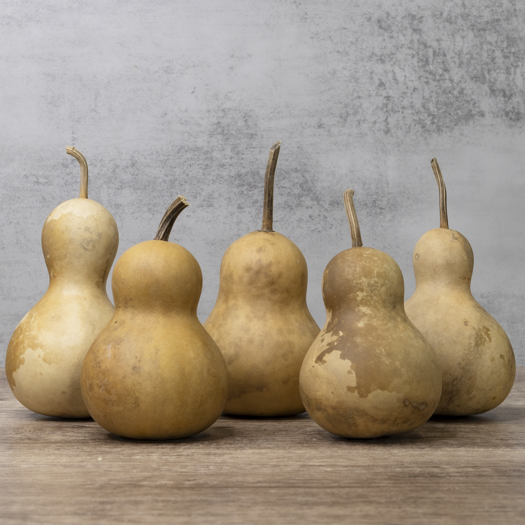 Dried Bottle Gourd - 3" in Diameter