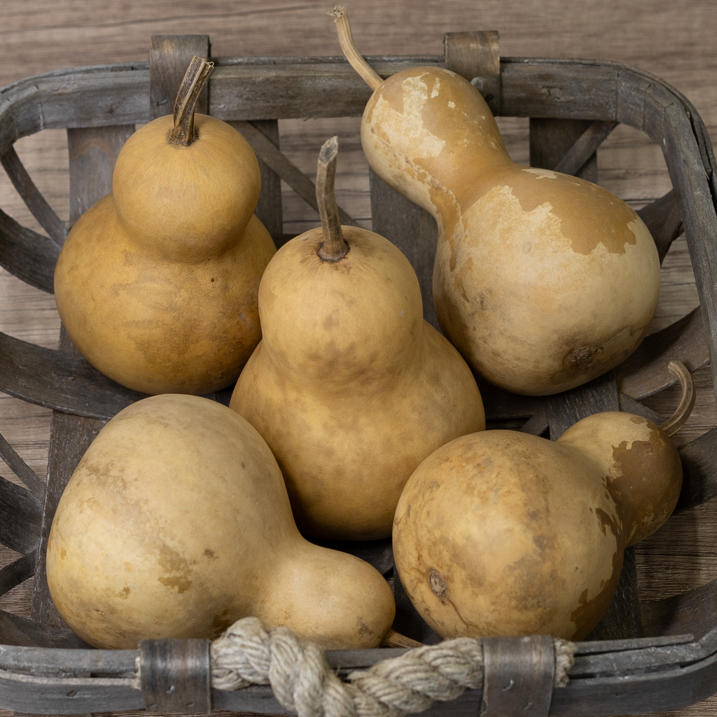 Dried Bottle Gourd - 3" in Diameter