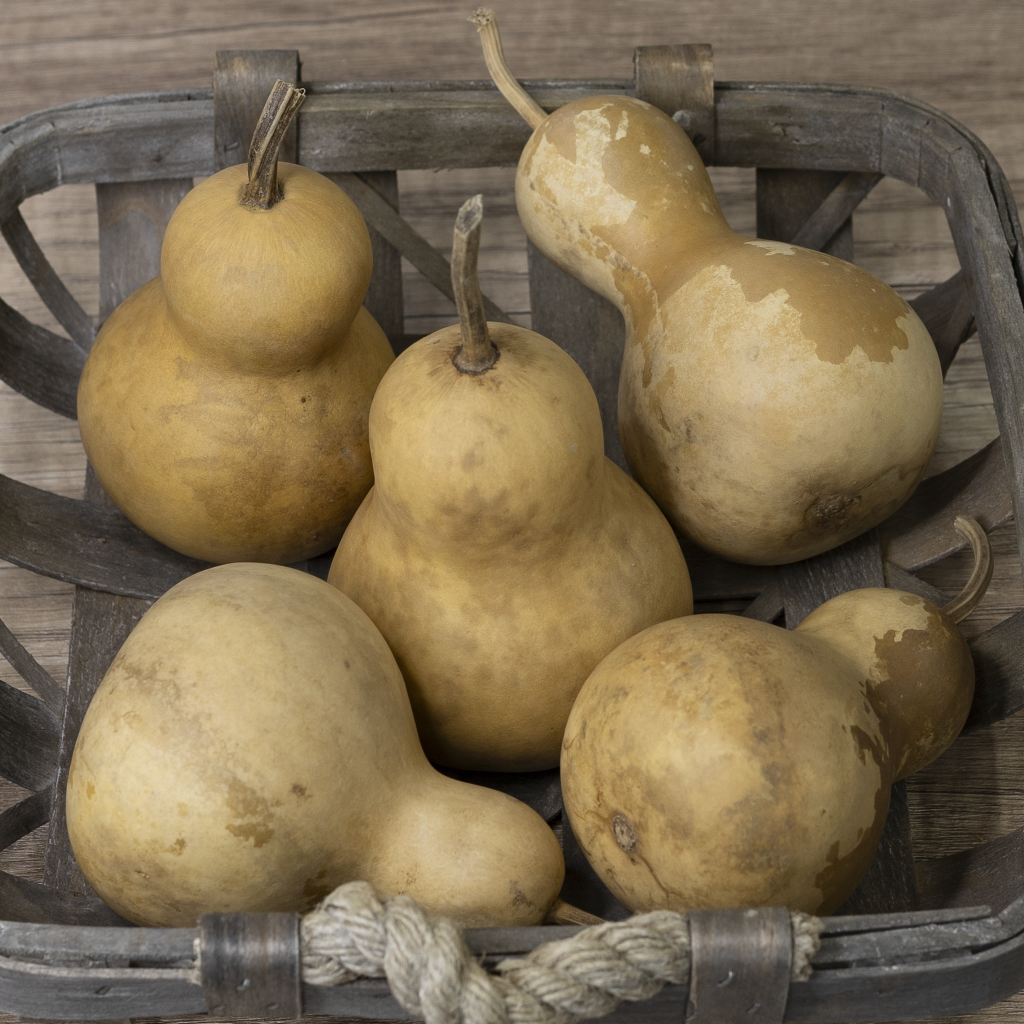 Dried Bottle Gourd - 3" in Diameter