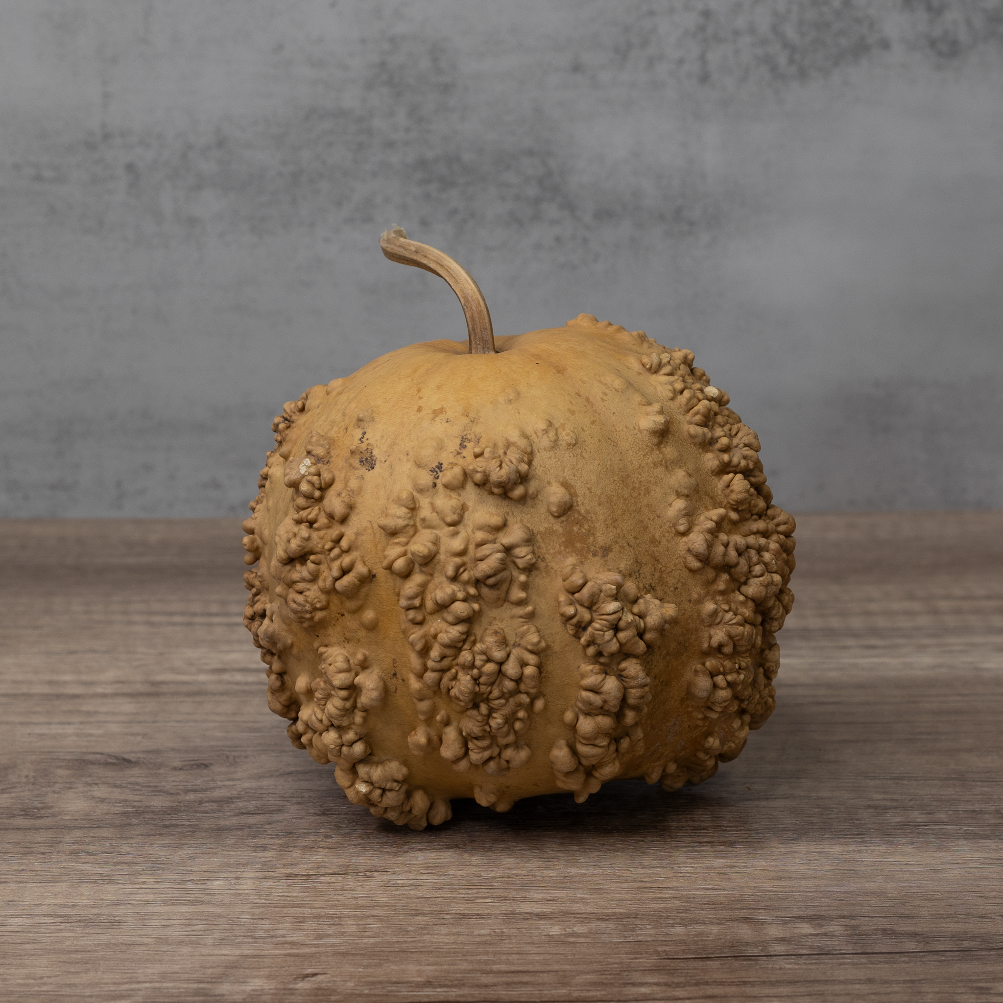 Dried Warty Gourd