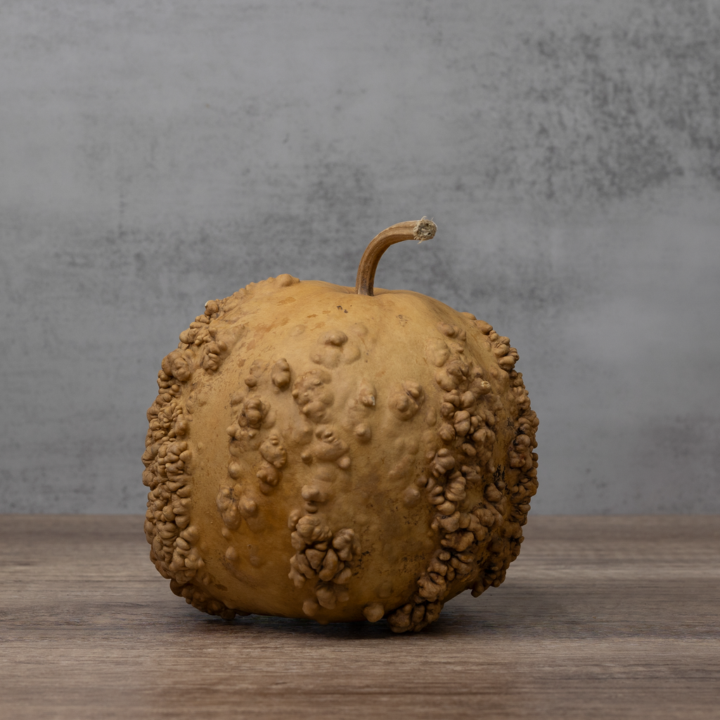 Dried Warty Gourd