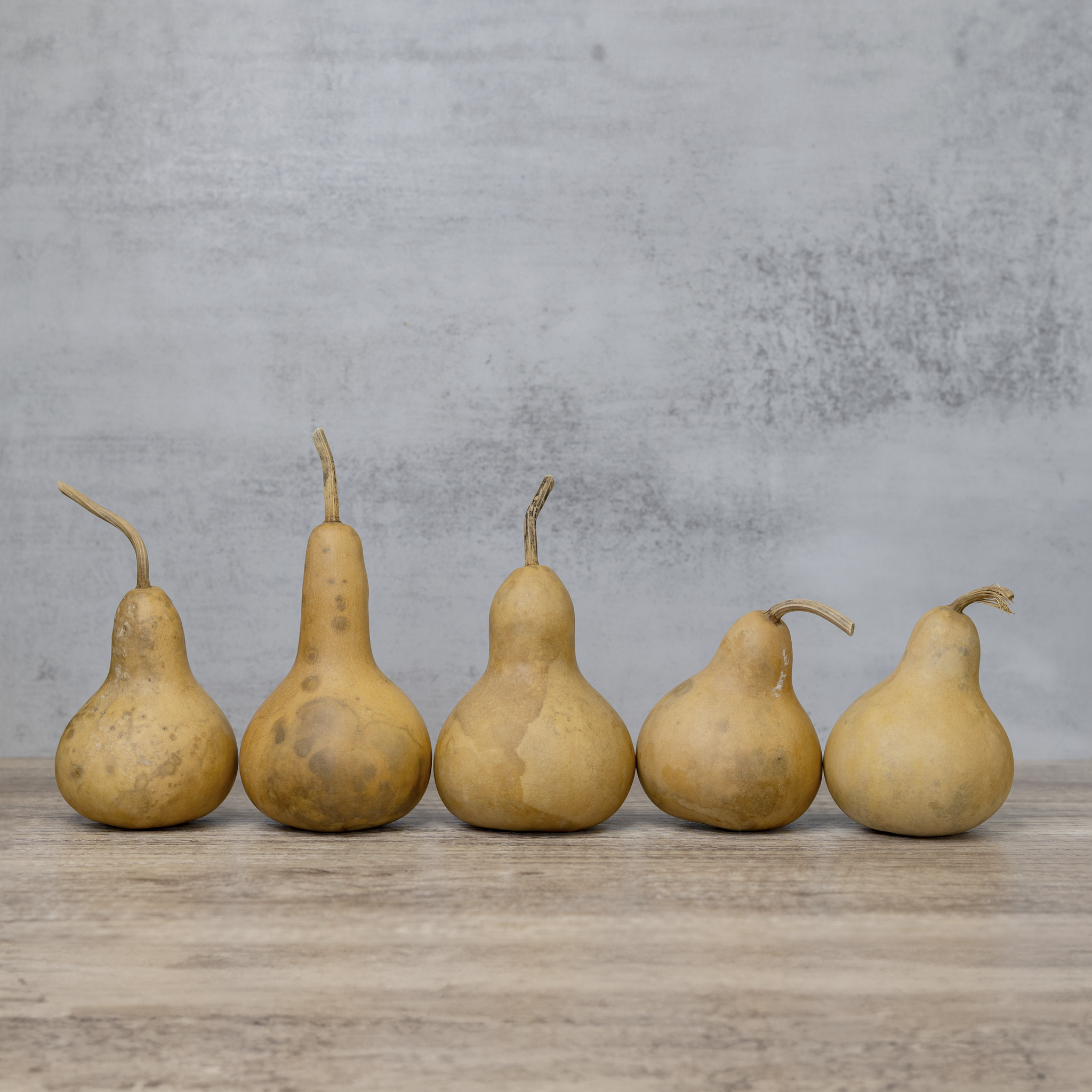 Dried Martin Gourd - 3" in Diameter