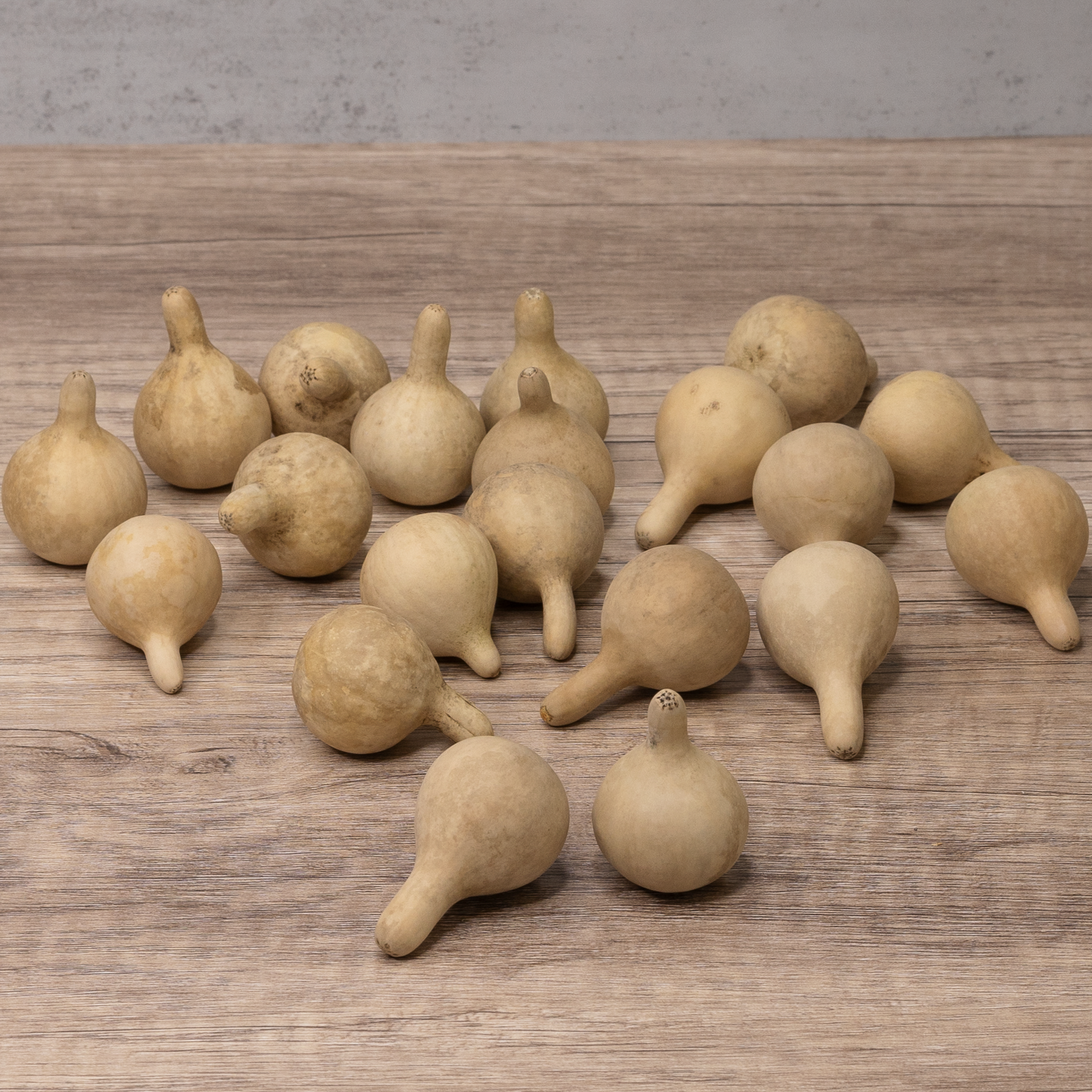Dried Spinner Gourd - Small