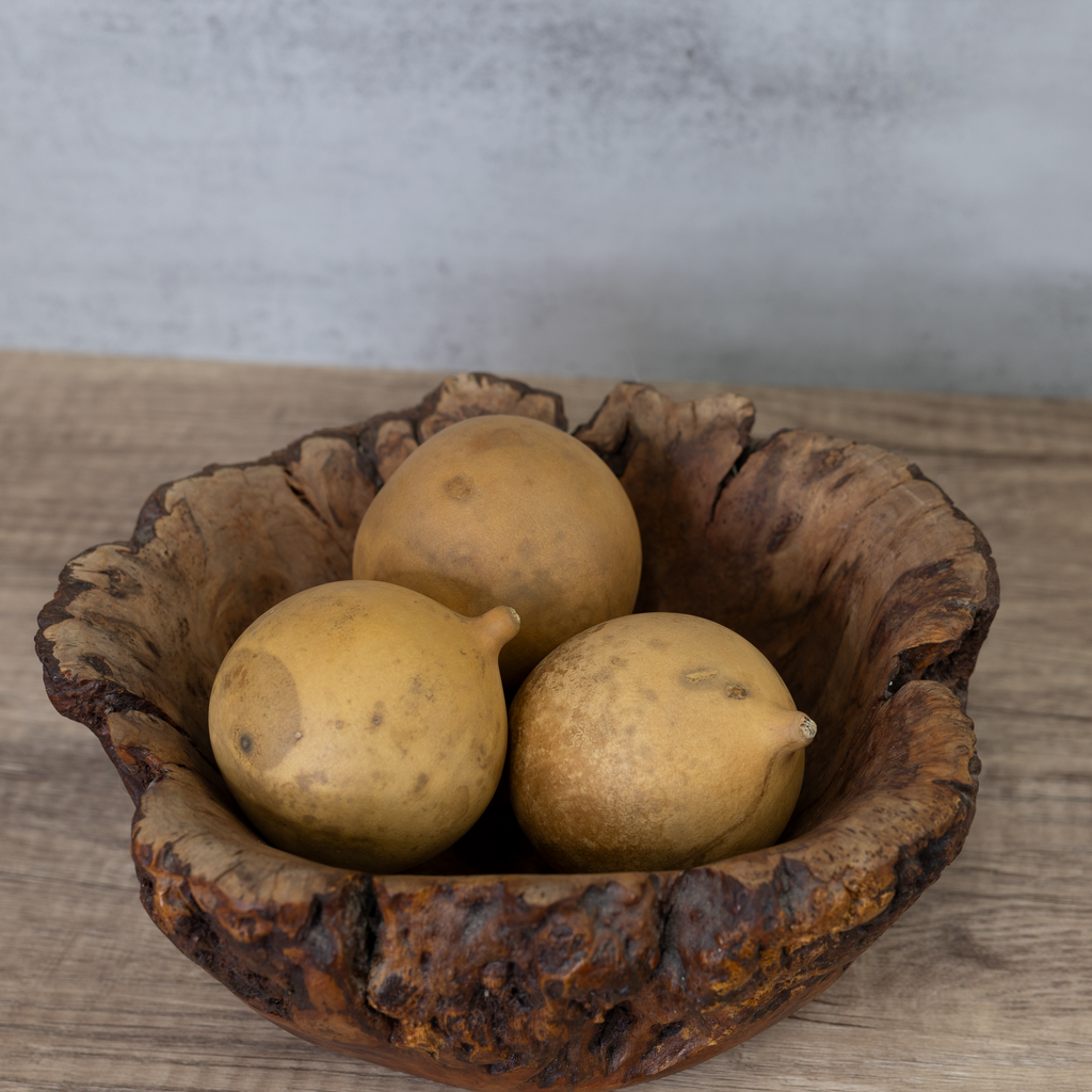 Dried Cannonball Gourd - 3" Diameter