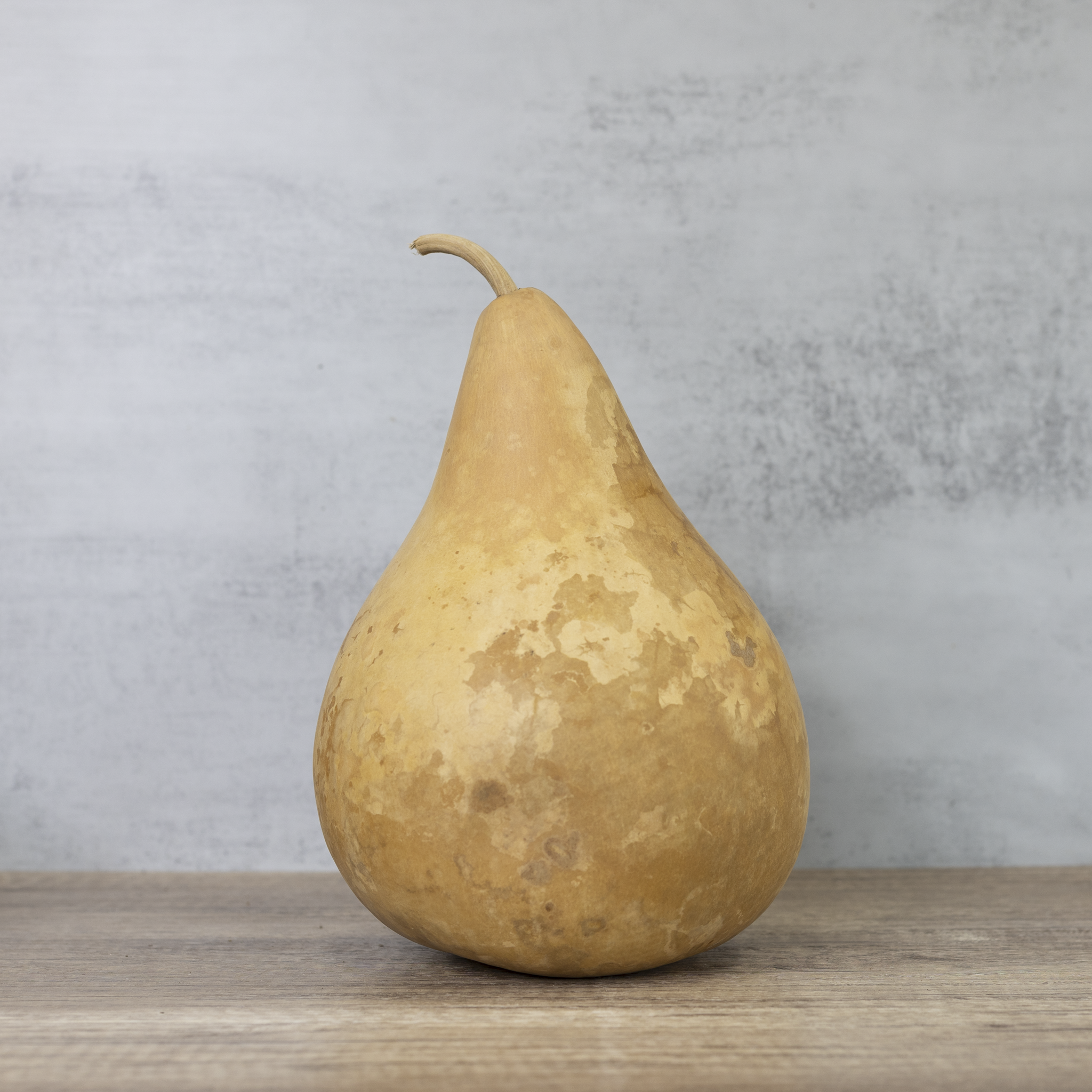 Dried Martin Gourd - 7" in Diameter