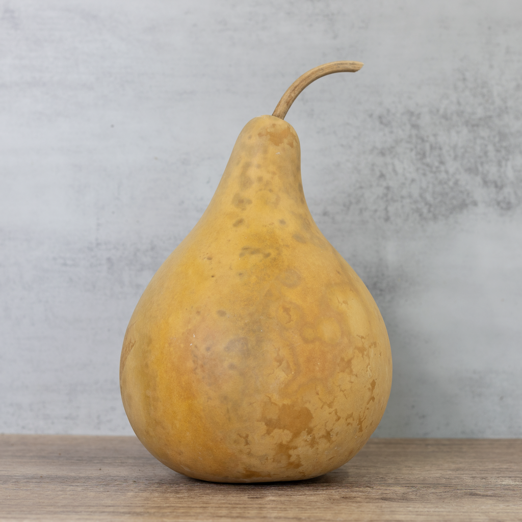 Dried Martin Gourd - 7" in Diameter