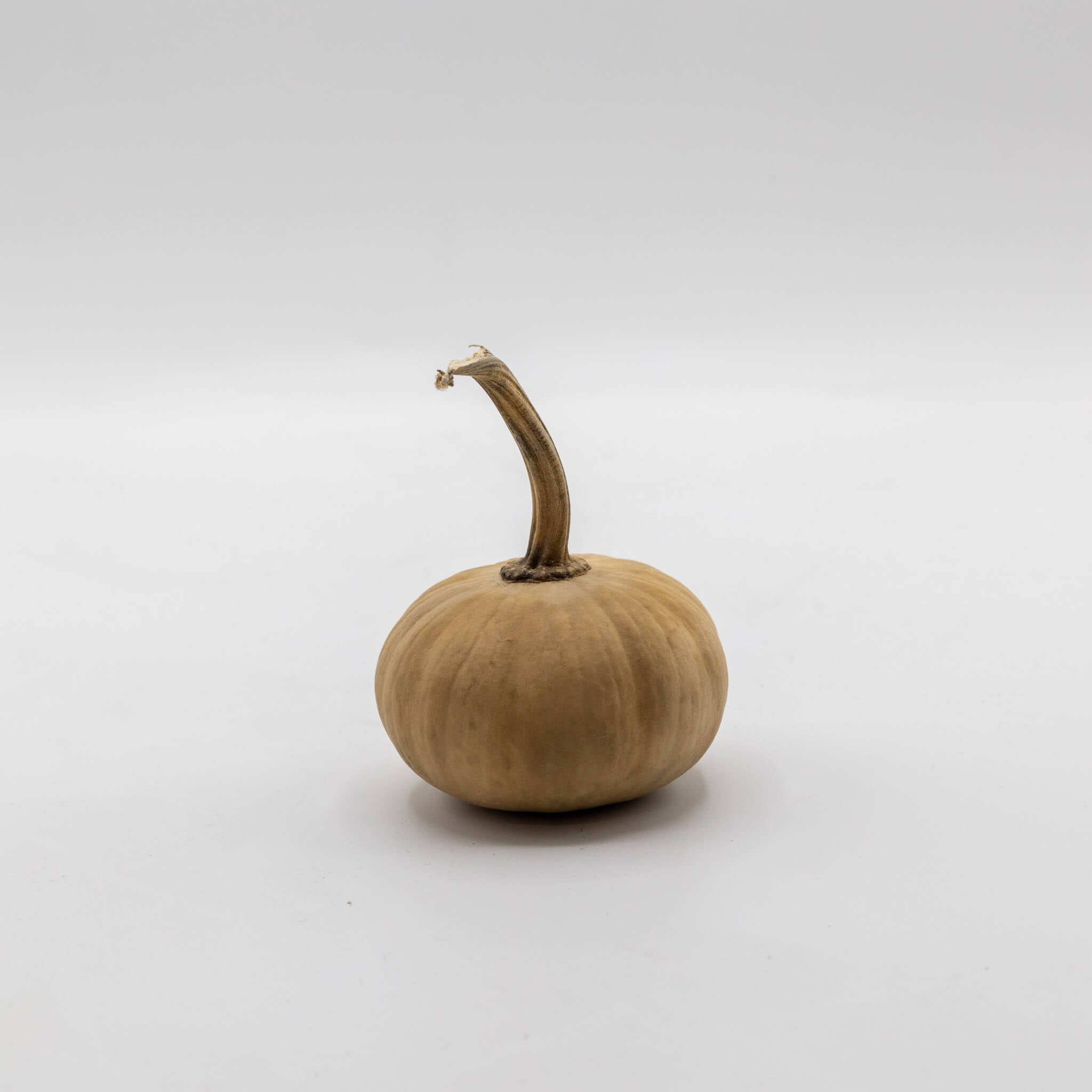 Dried Mini Pumpkin Gourd
