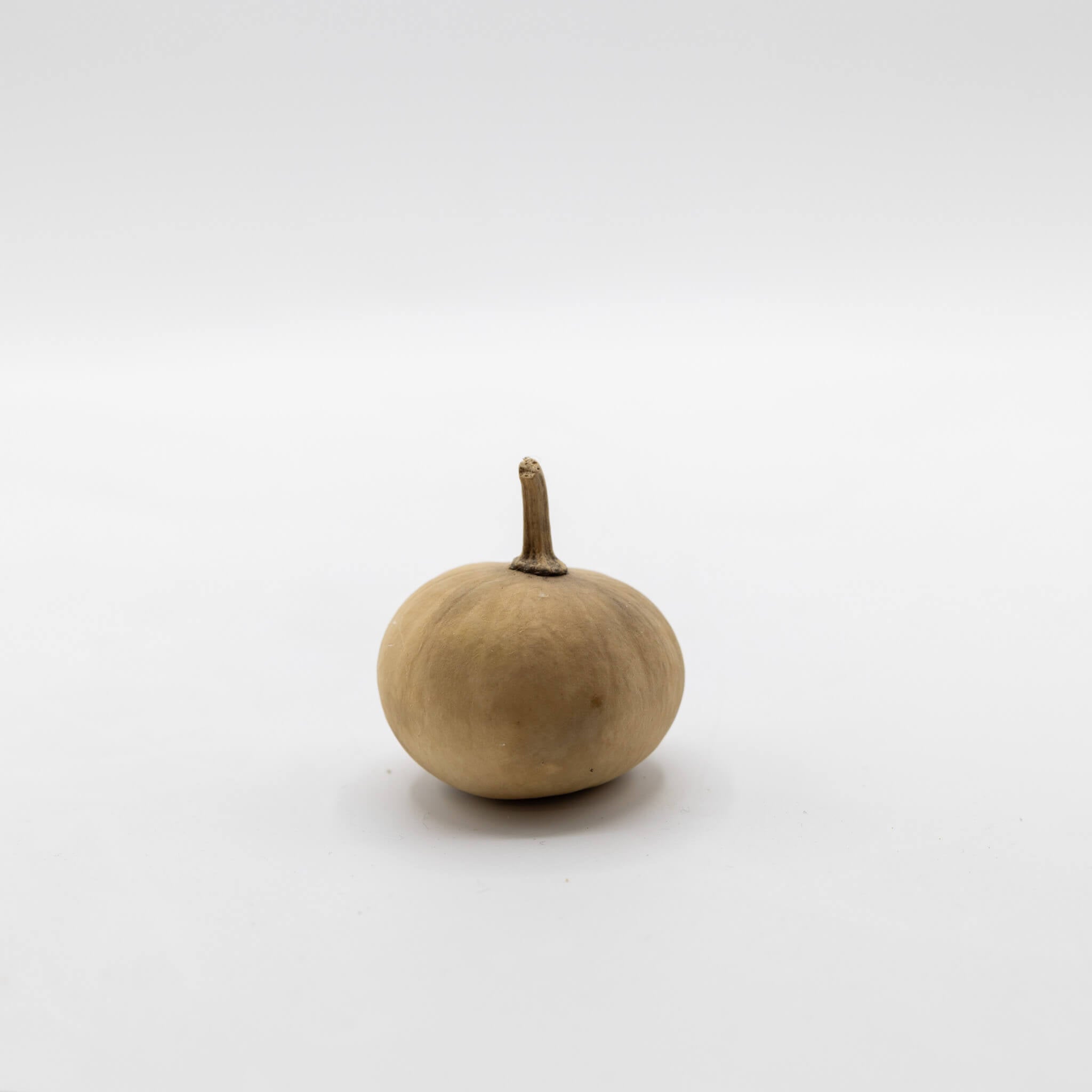 Dried Mini Pumpkin Gourd