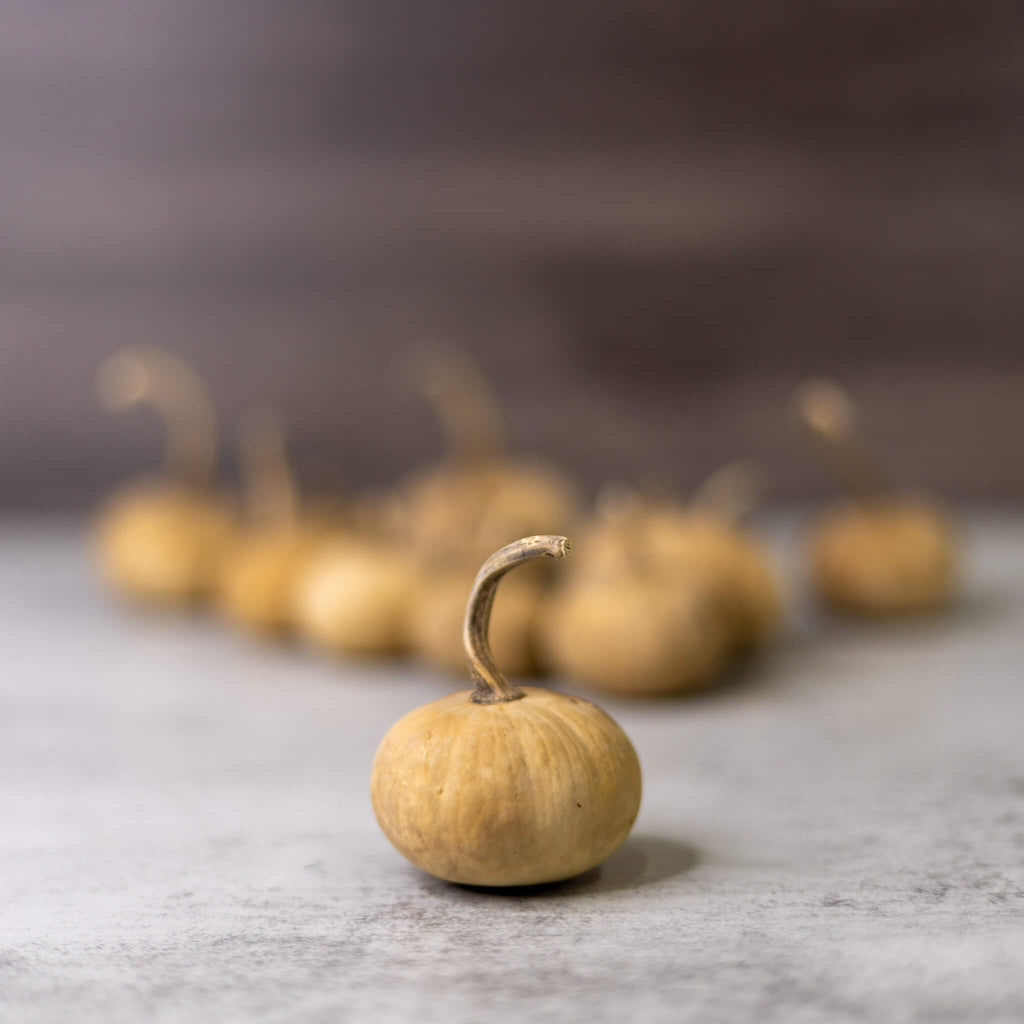 Dried Mini Pumpkin Gourd