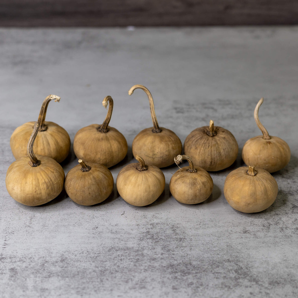 Dried Mini Pumpkin Gourd