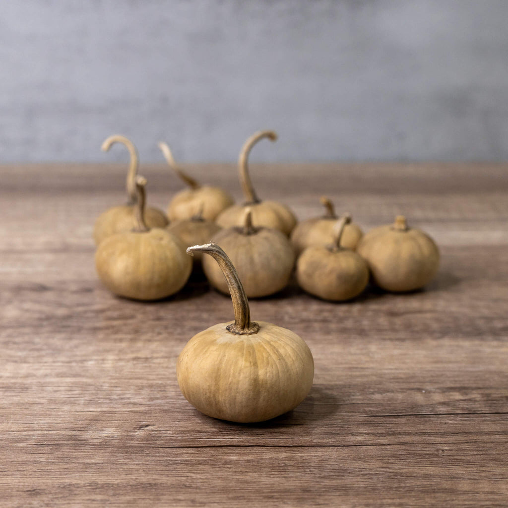Dried Mini Pumpkin Gourd