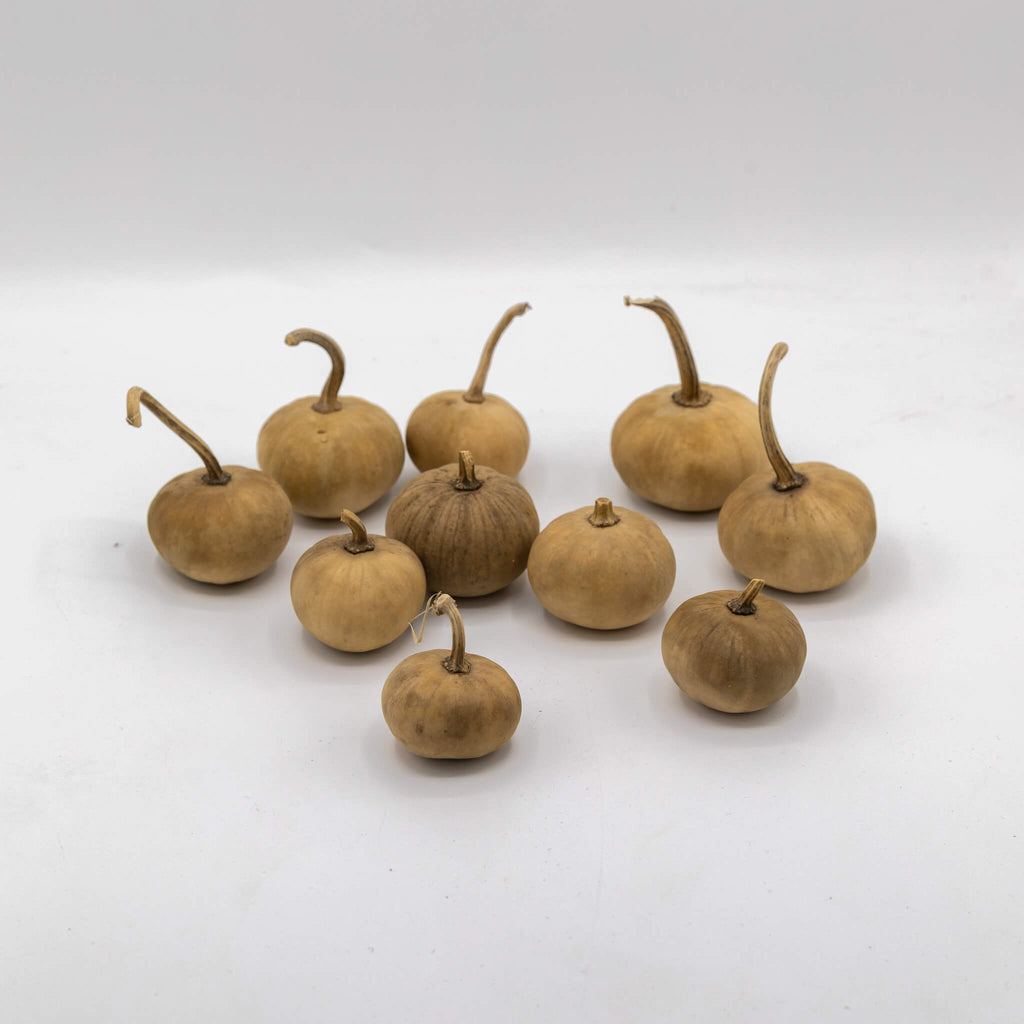 Dried Mini Pumpkin Gourd