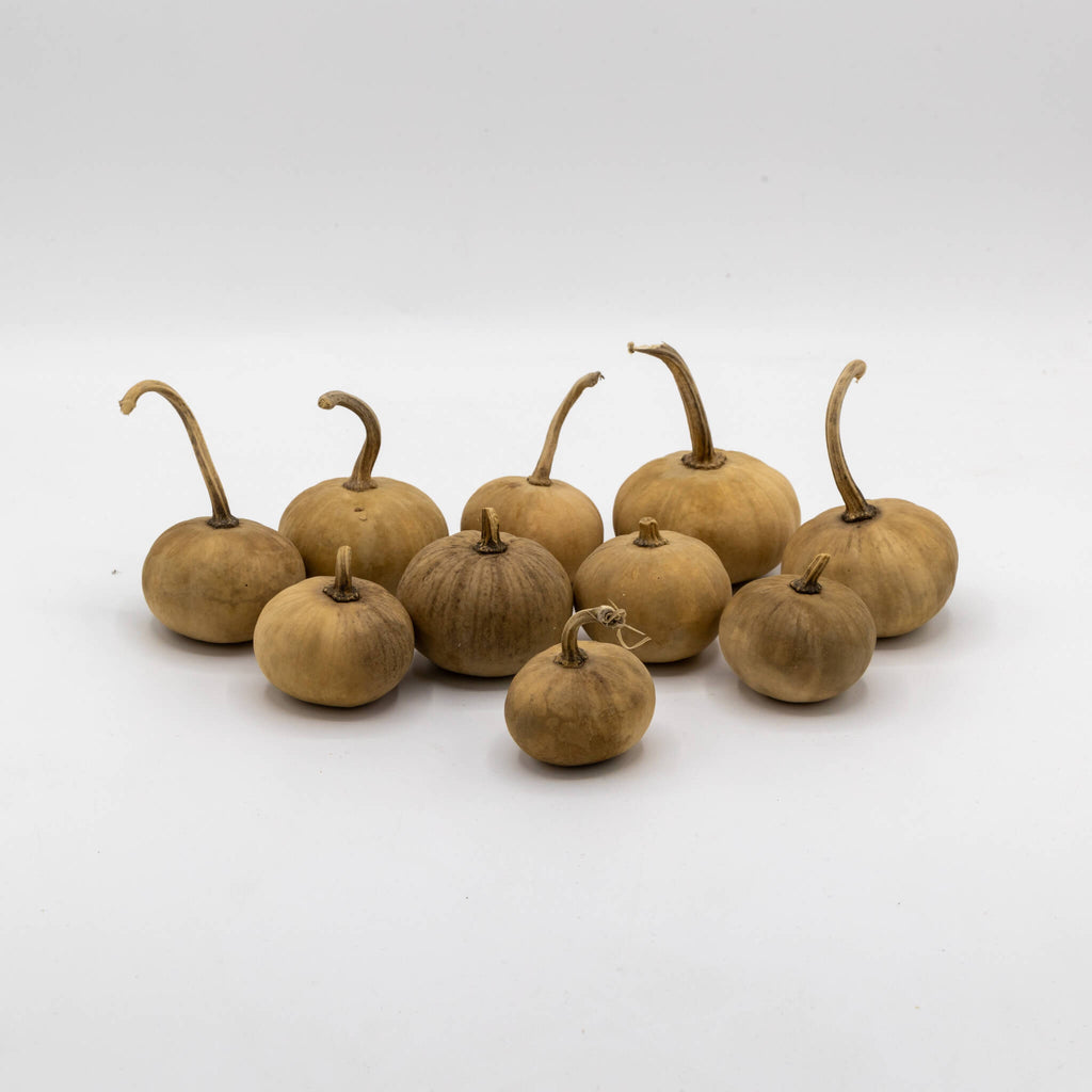 Dried Mini Pumpkin Gourd