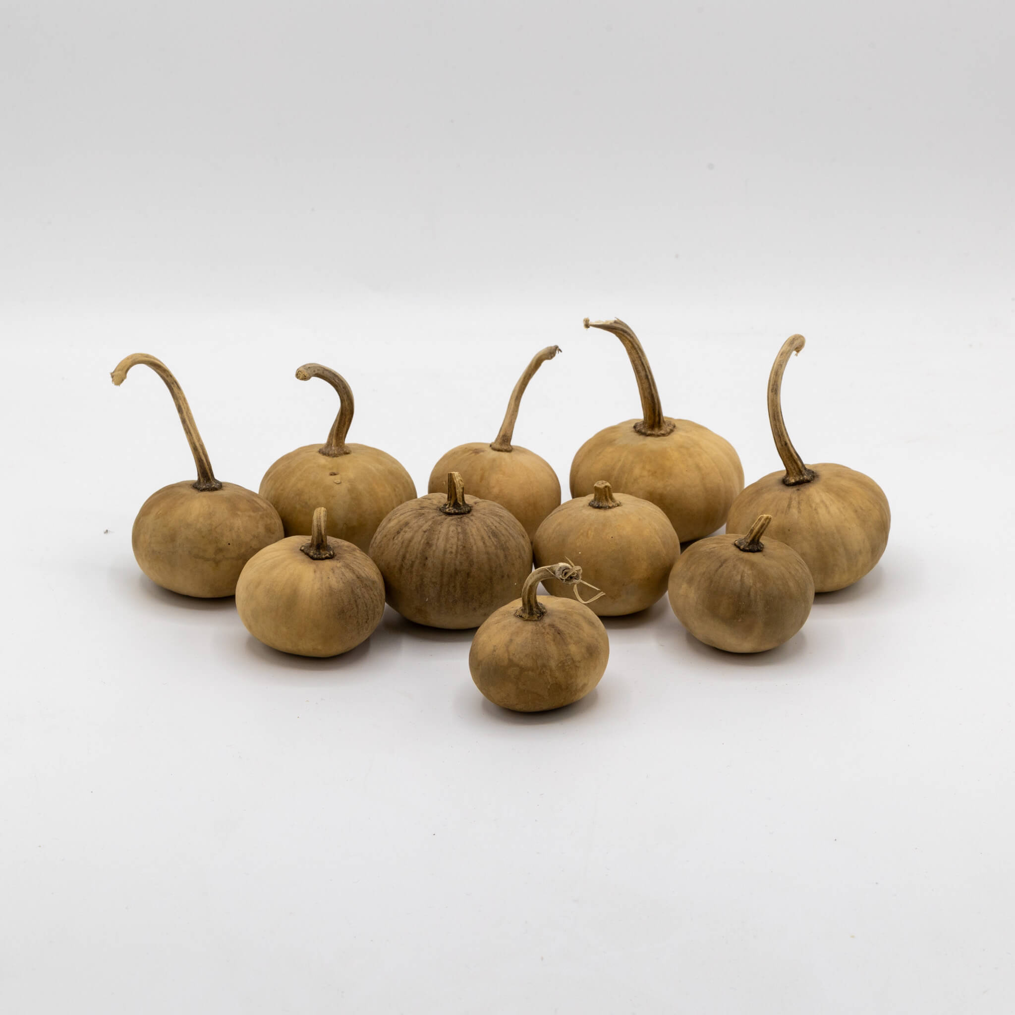 Dried Mini Pumpkin Gourd
