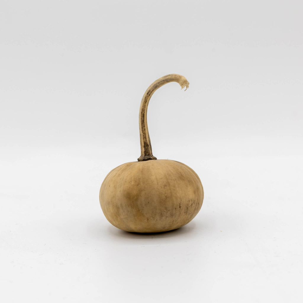 Dried Mini Pumpkin Gourd