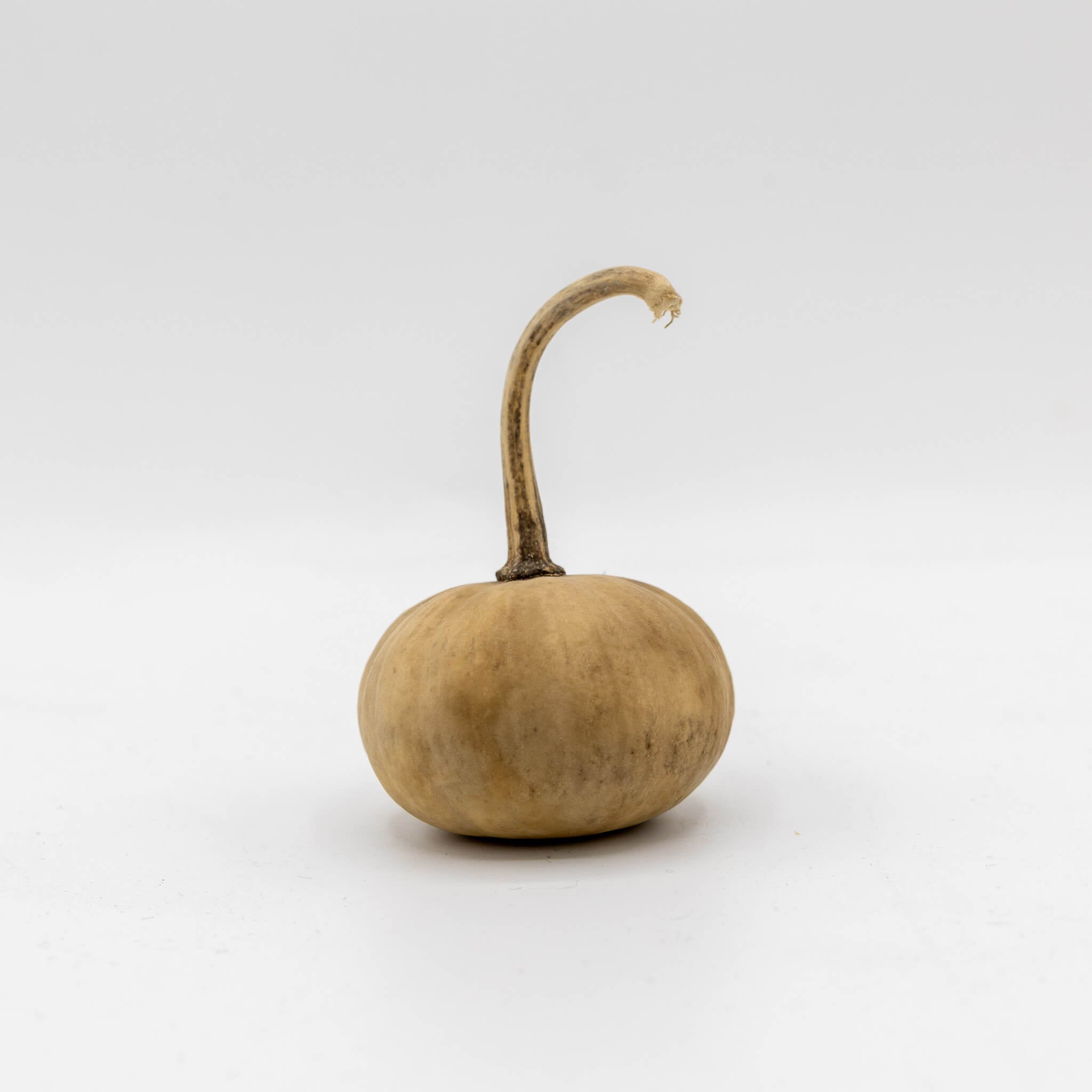 Dried Mini Pumpkin Gourd