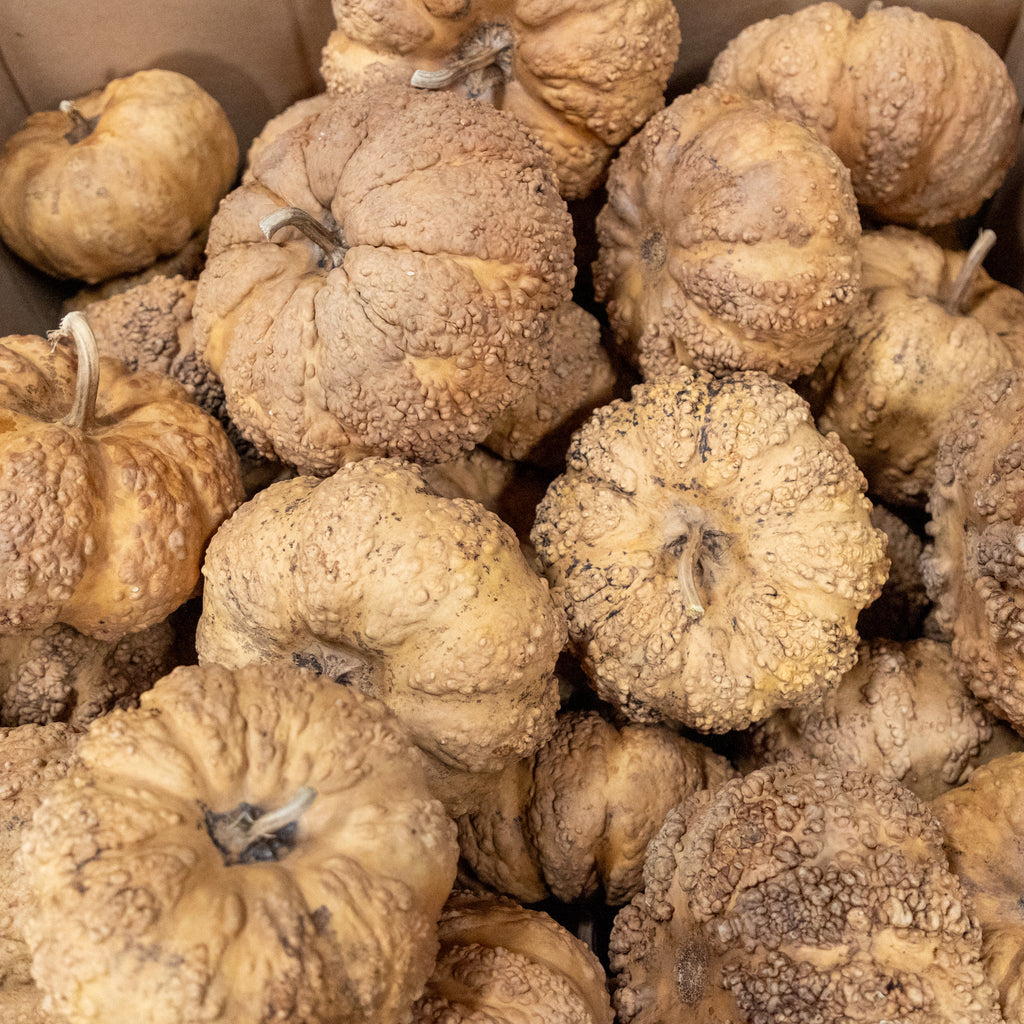 Dried Cheese Gourd - 7" in Diameter