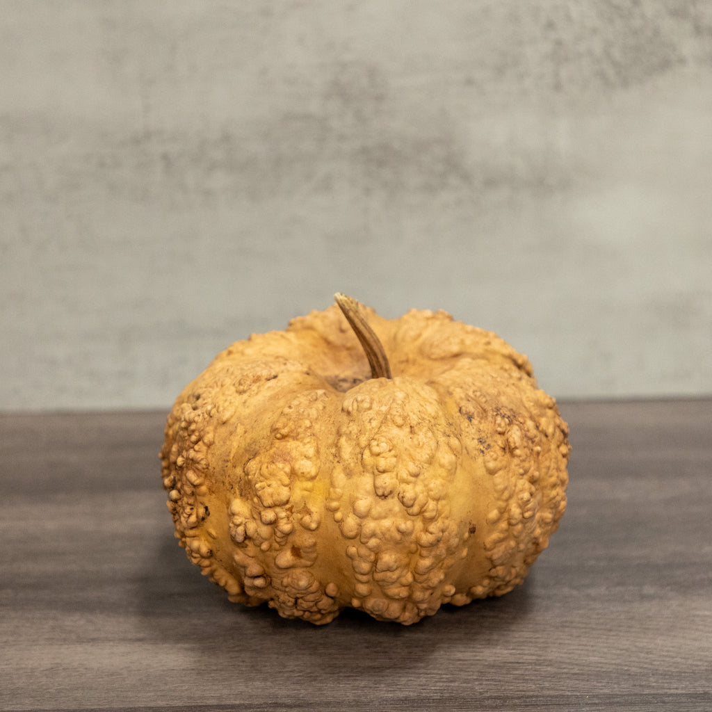 Dried Cheese Gourd - 7" in Diameter
