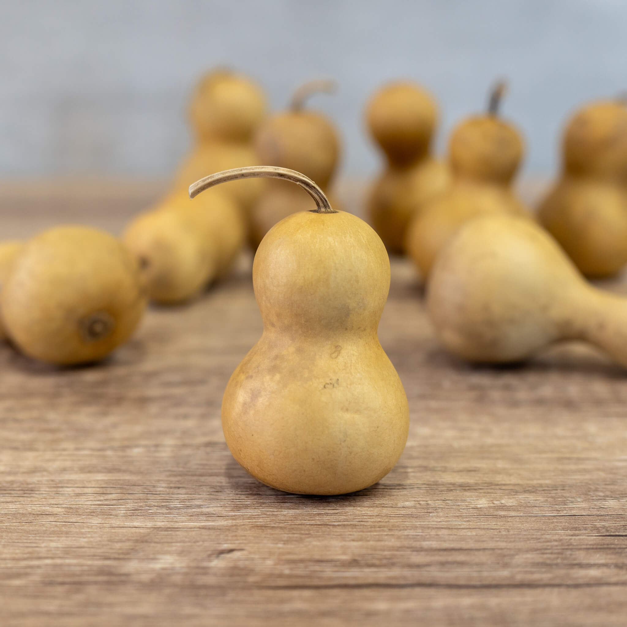 Dried Mini Bottle Gourd - 1.75" in Diameter