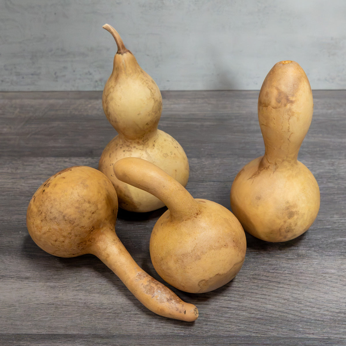 Dried Lump Neck Gourd - 3" in Diameter