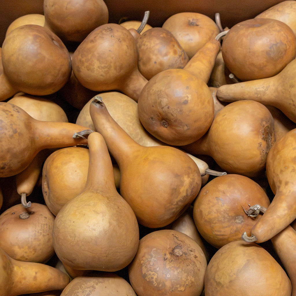 Dried Tall Martin Gourd - 4" in Diameter