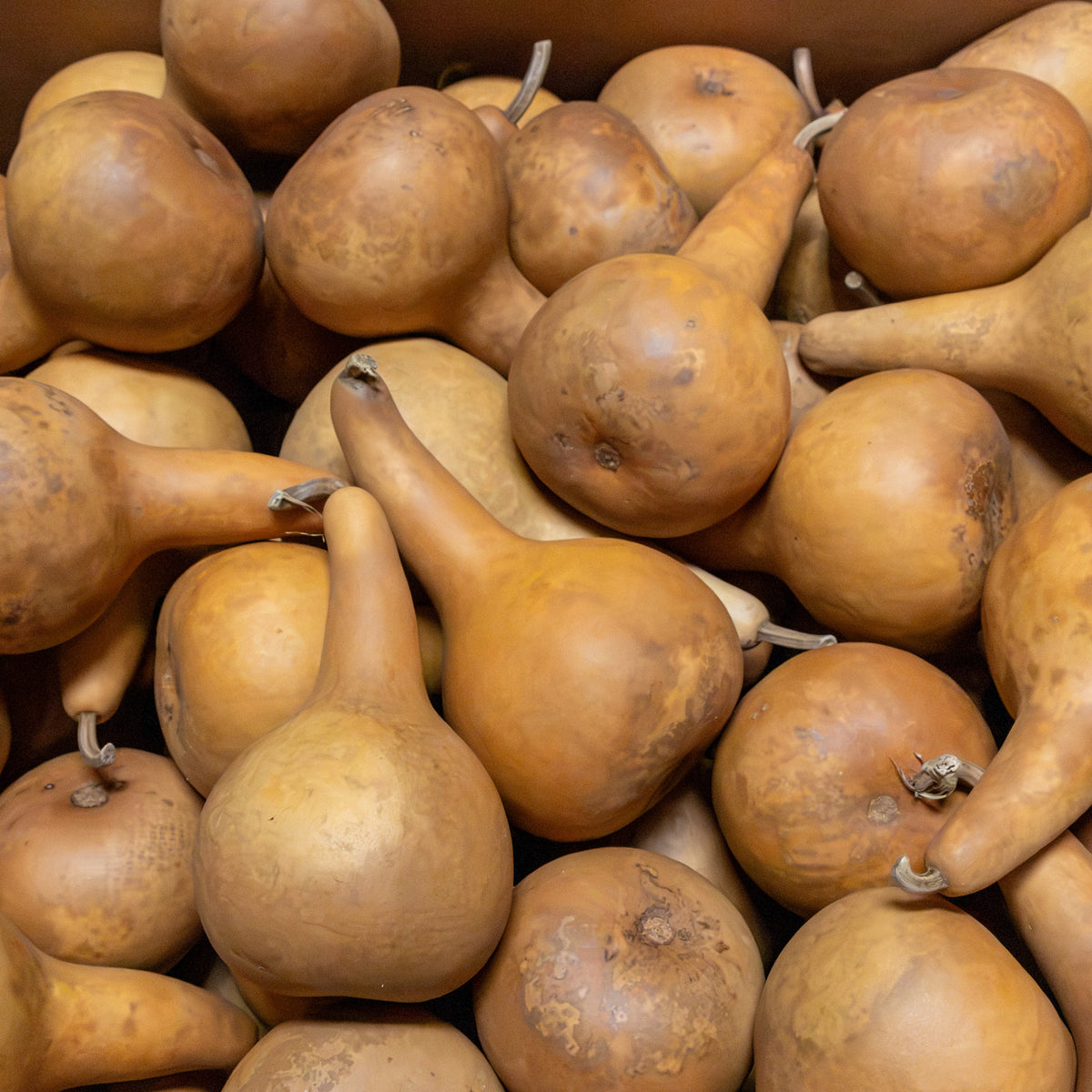 Dried Tall Martin Gourd - 4" in Diameter