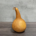 Dried Tall Martin Gourd - 4" in Diameter