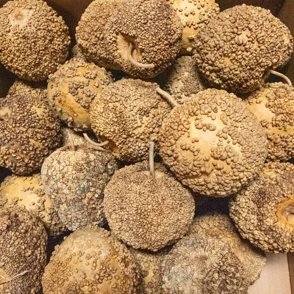 Dried African Warty Gourd - 5"-6" in Diameter