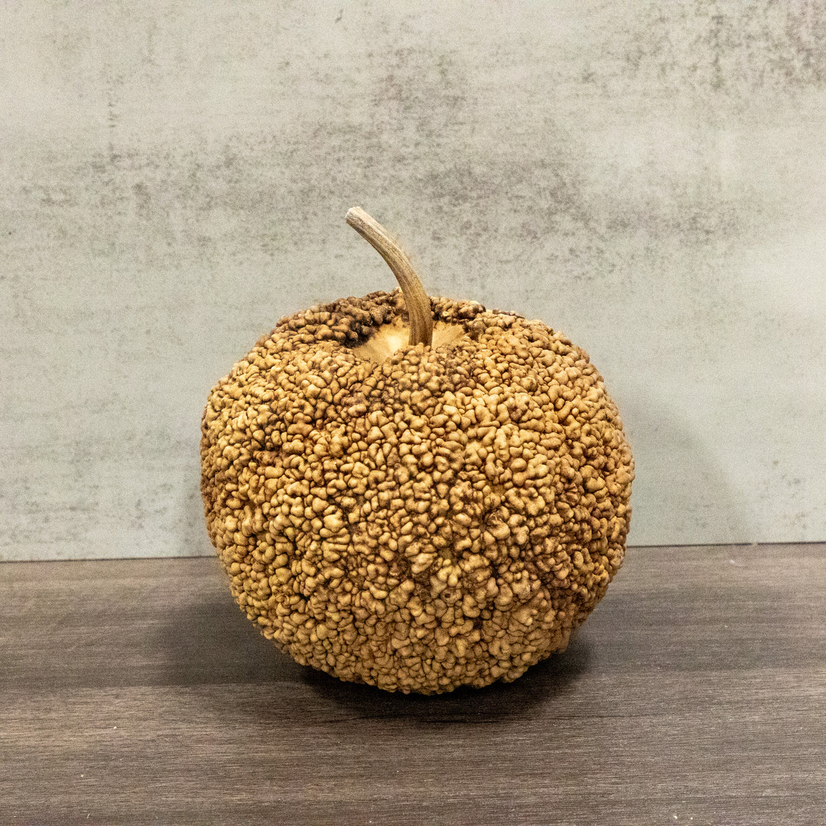 Dried African Warty Gourd - 5"-6" in Diameter