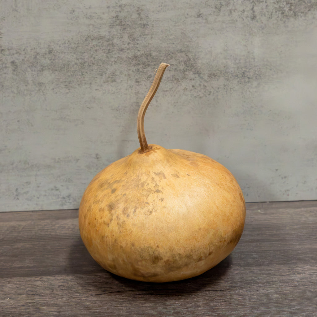 Dried Small Flat Gourd - 4" in Diameter
